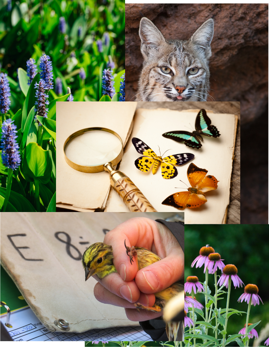 collage of nature scenes: butterflies on a book and magnifying glass, a bobcat, pickerel weed, a yellow bird being banded, and purple coneflower