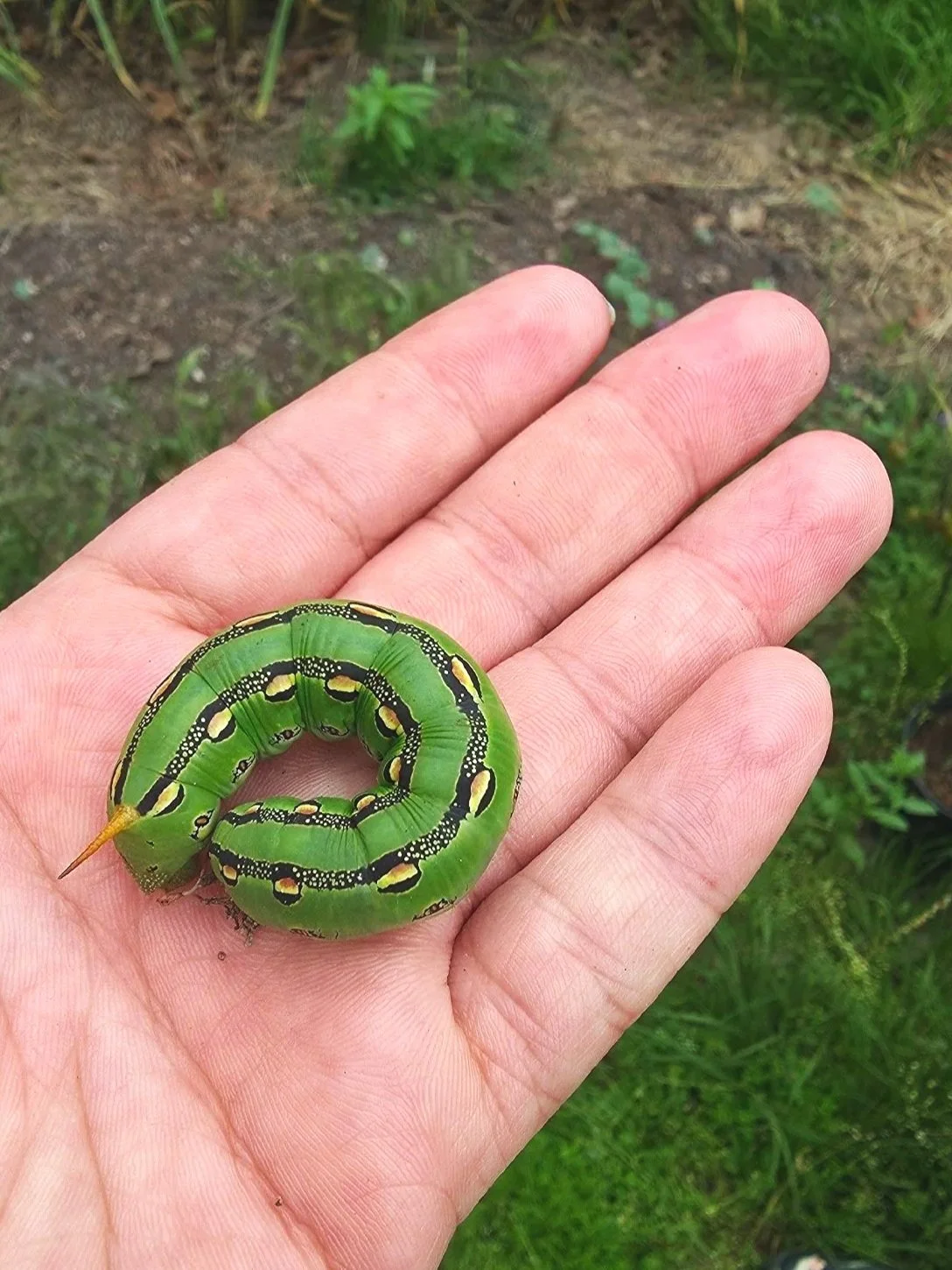A person holding a large, bright green caterpillar with black and yellow markings on their palm, outdoors with grass and soil in the background.