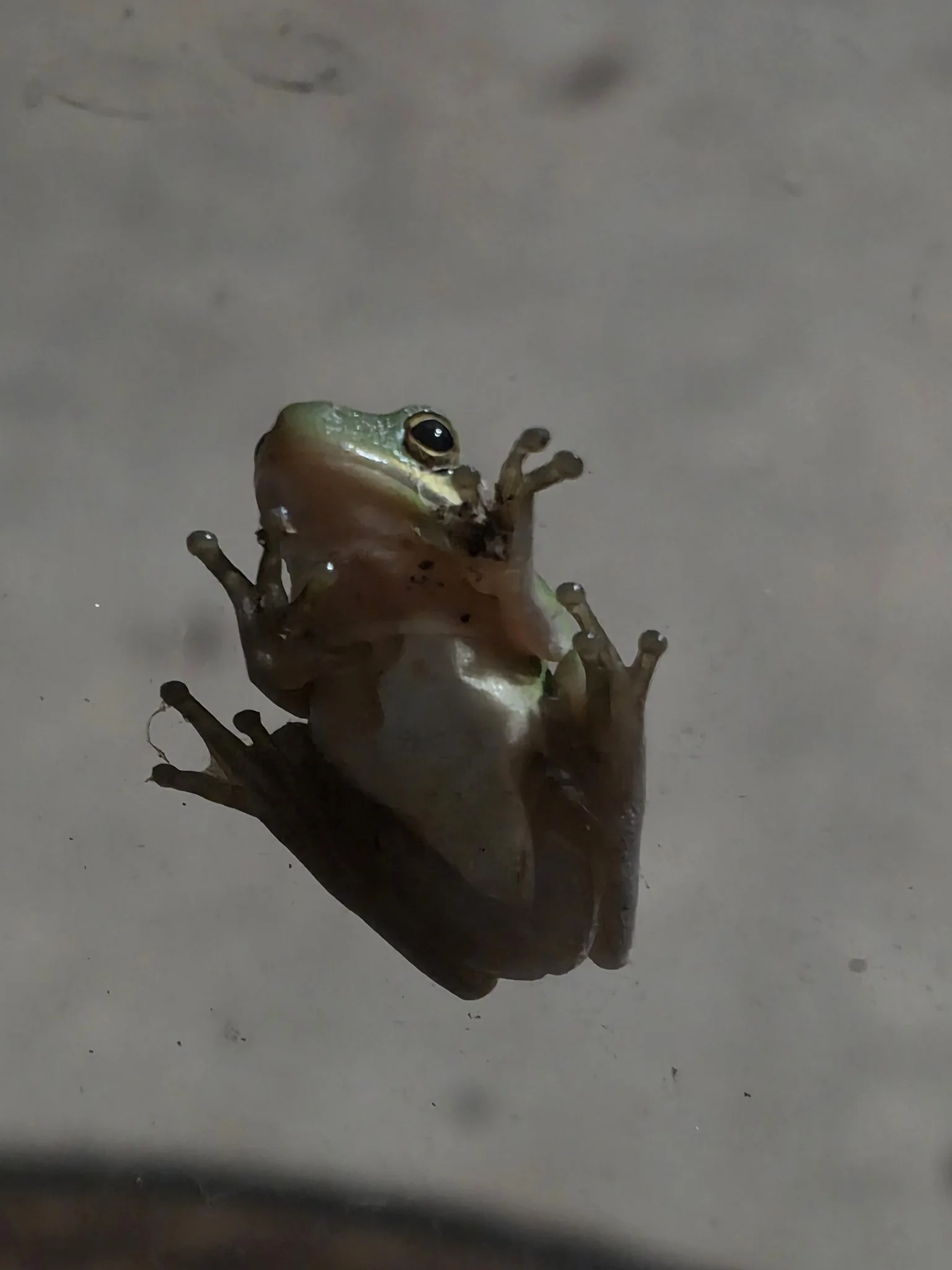 A small frog with green and brown coloring appears to be climbing or holding onto a dark object on a plain surface.
