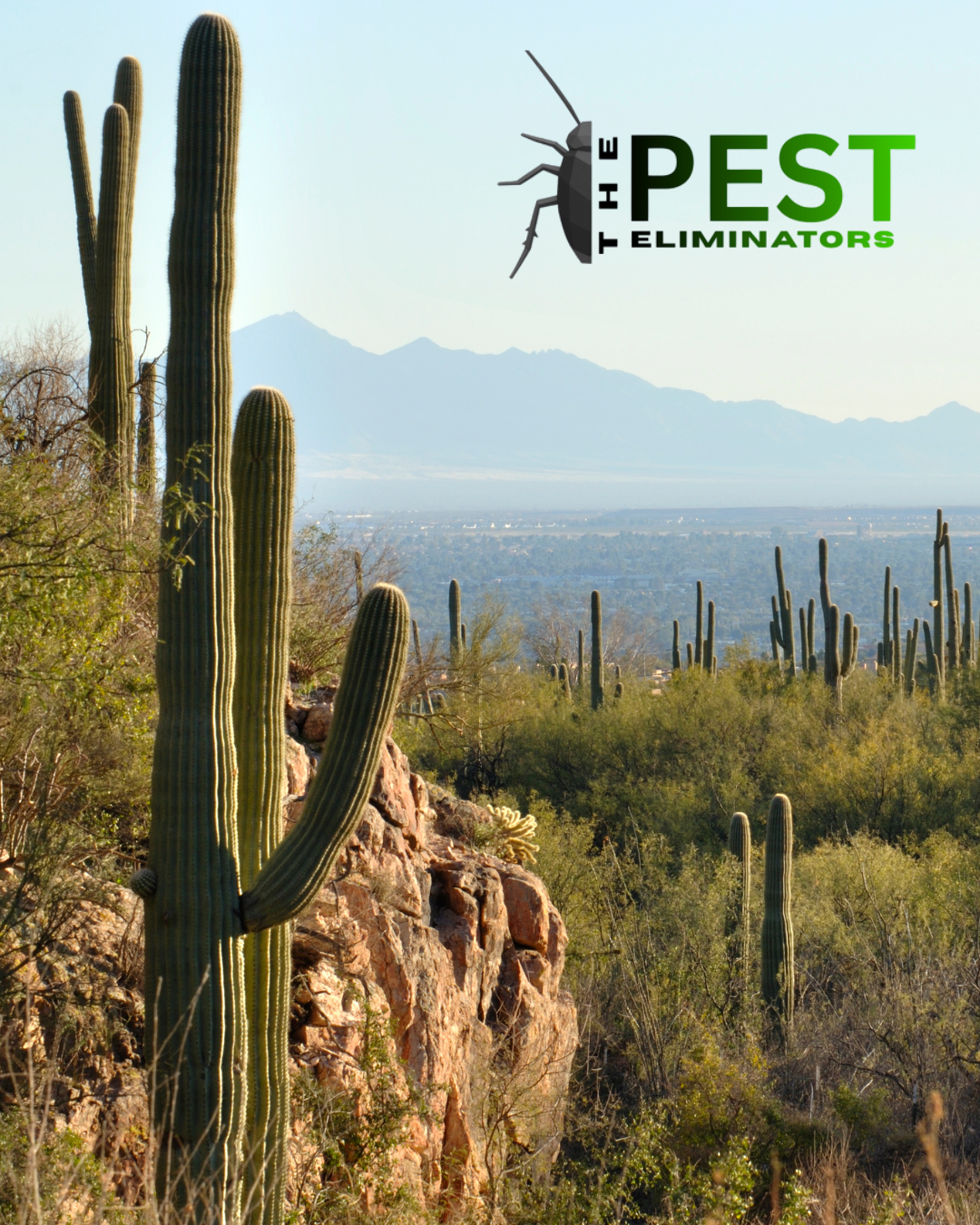 Desert landscape with tall cacti, rocky outcrop, distant mountains, and a clear blue sky, overlayed with the text 'The Pest Eliminators' and a graphic of a bug.