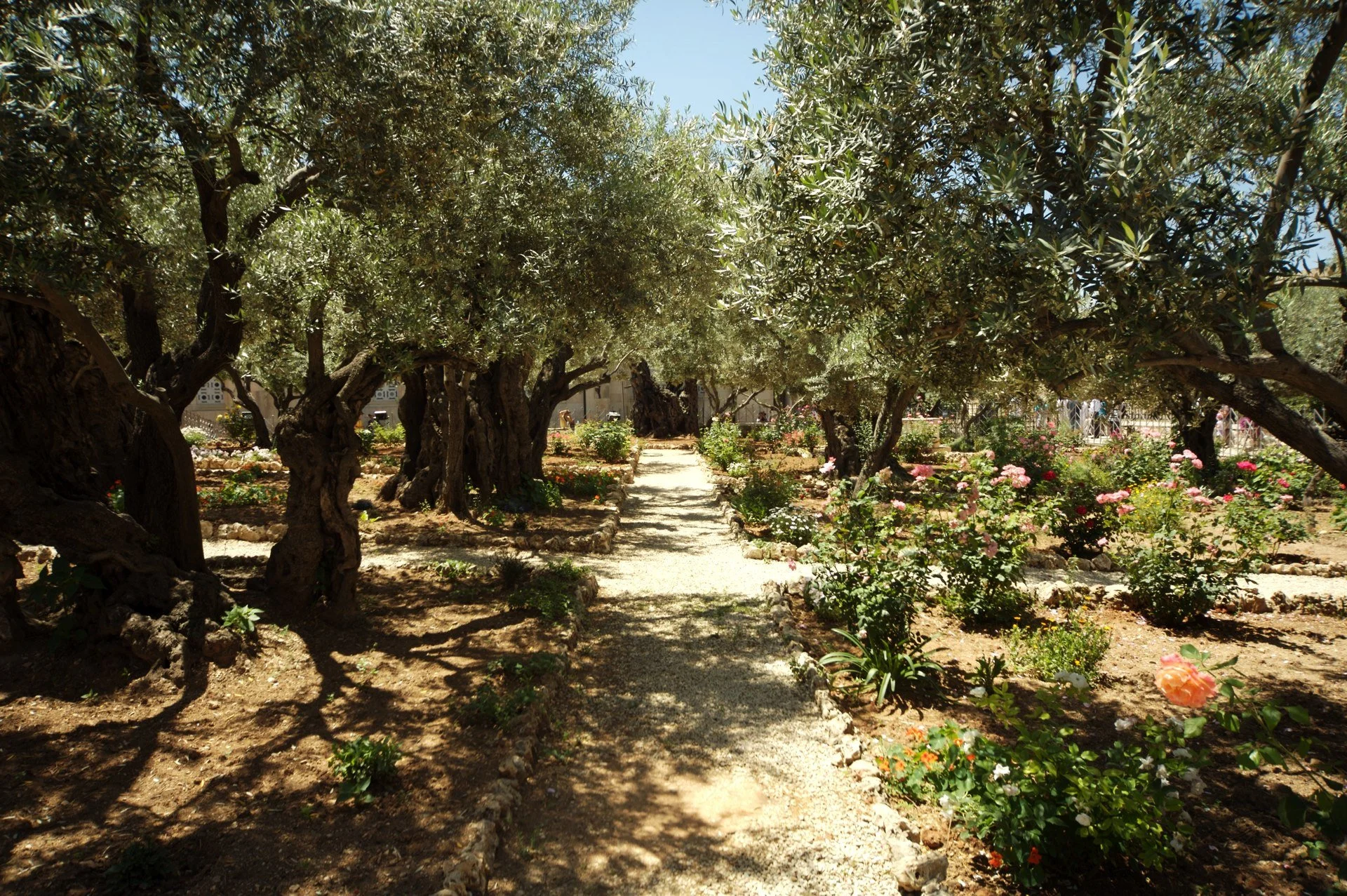 Olive Trees: Gethsemane