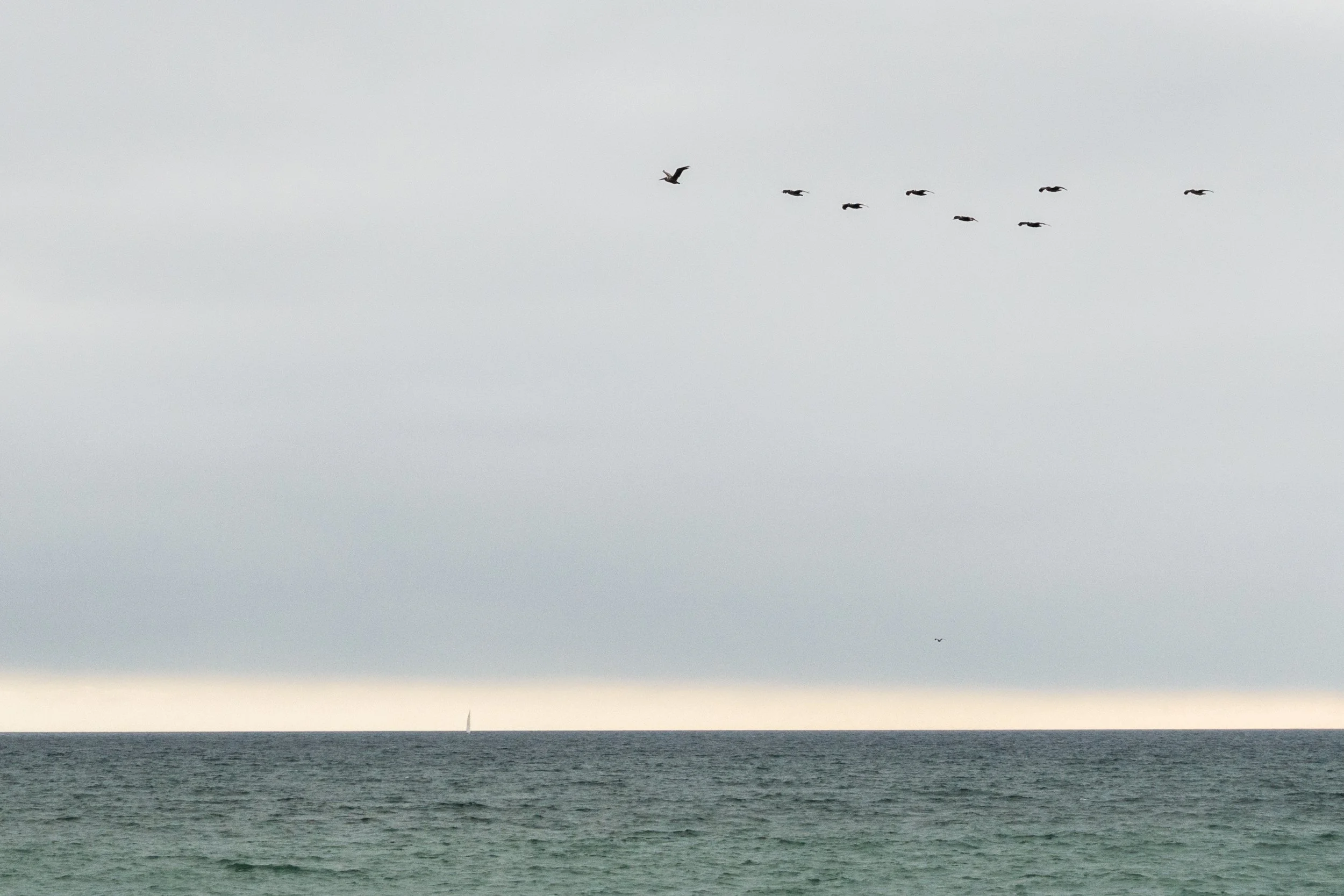 Birds Over Open Water