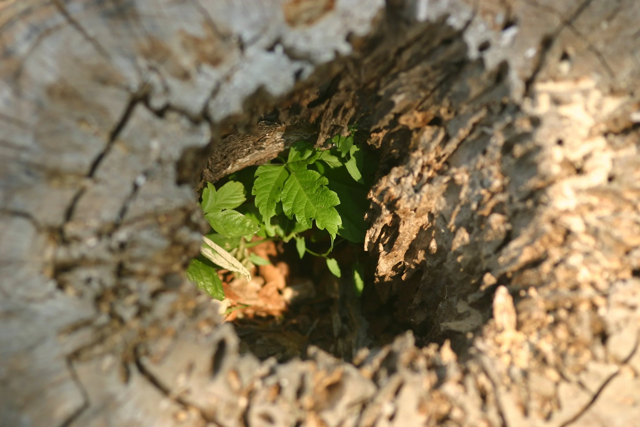 A green seedling sprouting from a hollow in the pale, weathered wood of a dead tree stump.