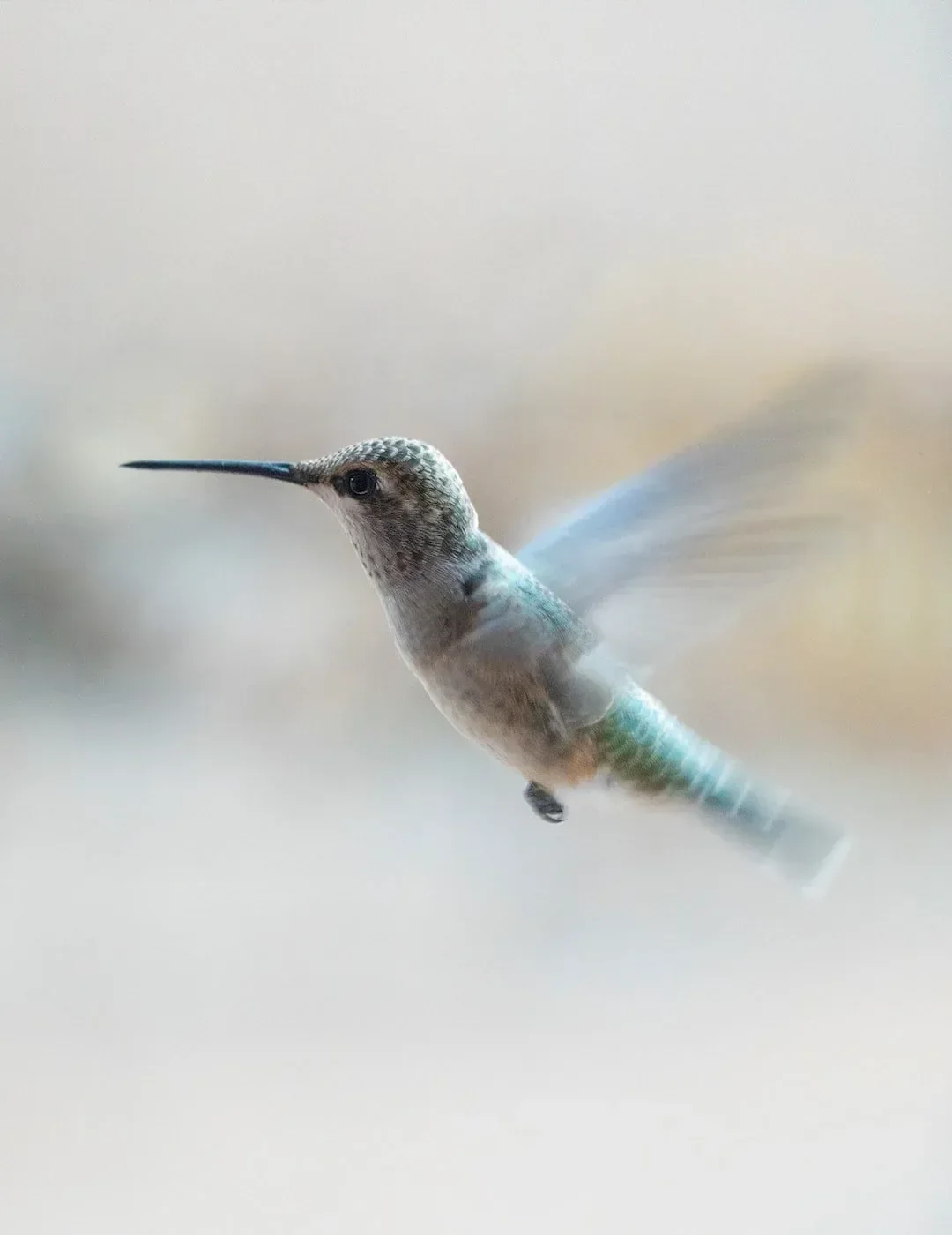 Close-up of a hummingbird in flight, featuring iridescent green and brown feathers, a long slender beak, and blurred wings against a soft, blurred background.