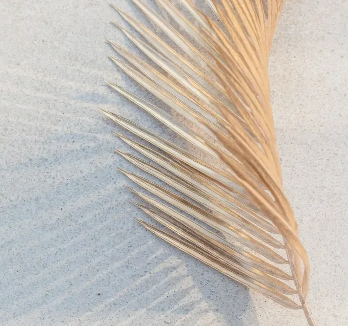 Close-up of a dried palm leaf on a textured white surface.
