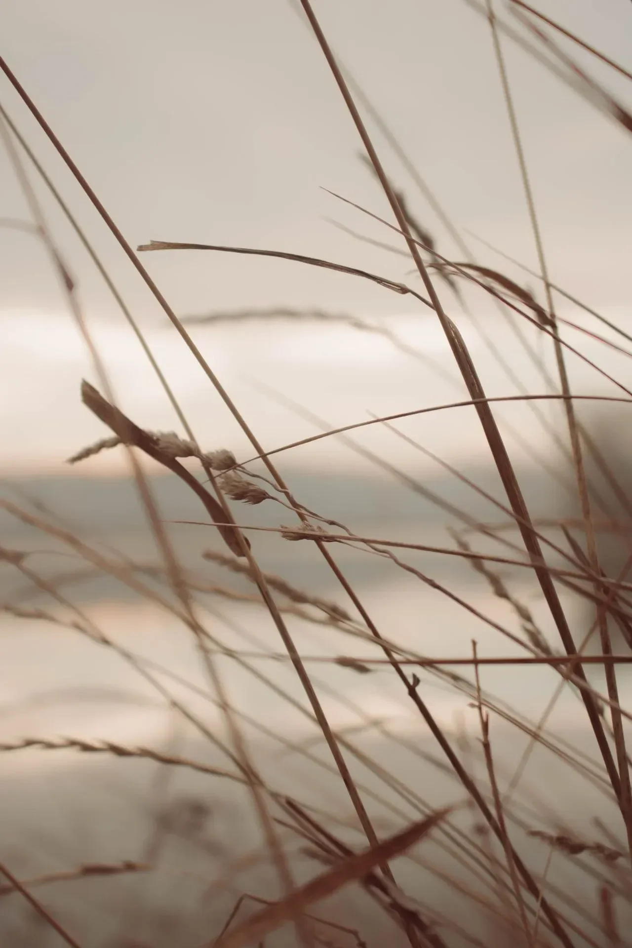 Close-up of dried, thin grass or plant stems with a blurred background.