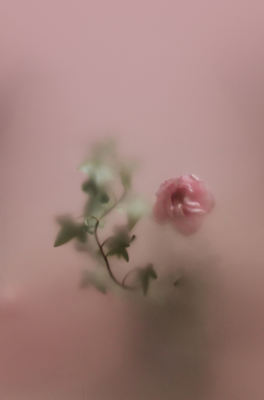 Blurred pink flower with green leaves on a pink background.