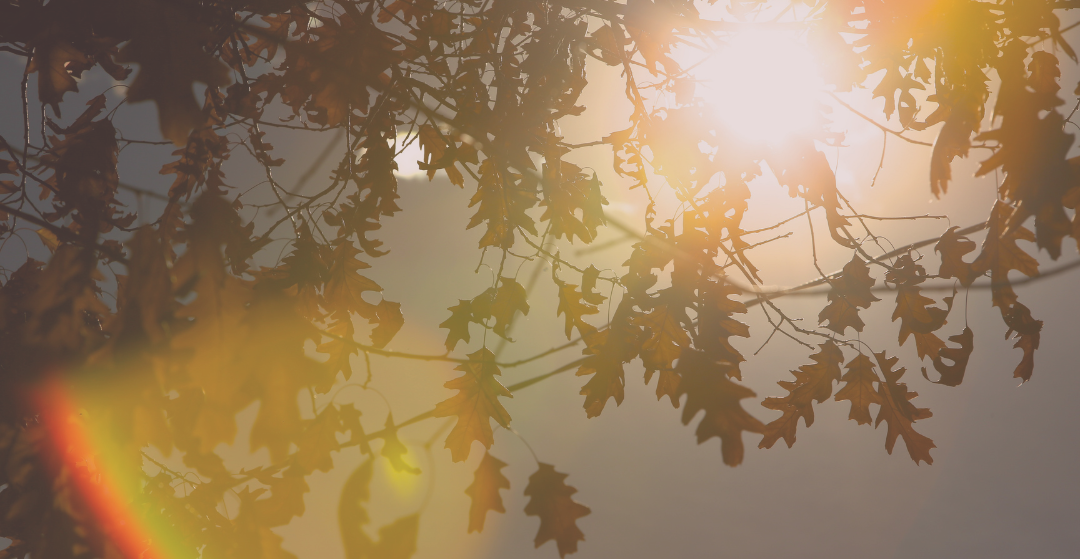 Sun shining through the leaves of a tree in autumn.