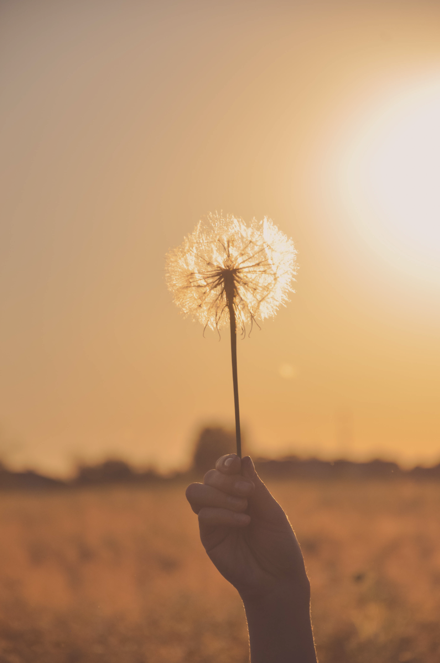 Person holding a dandelion against a sunset or sunrise sky.
