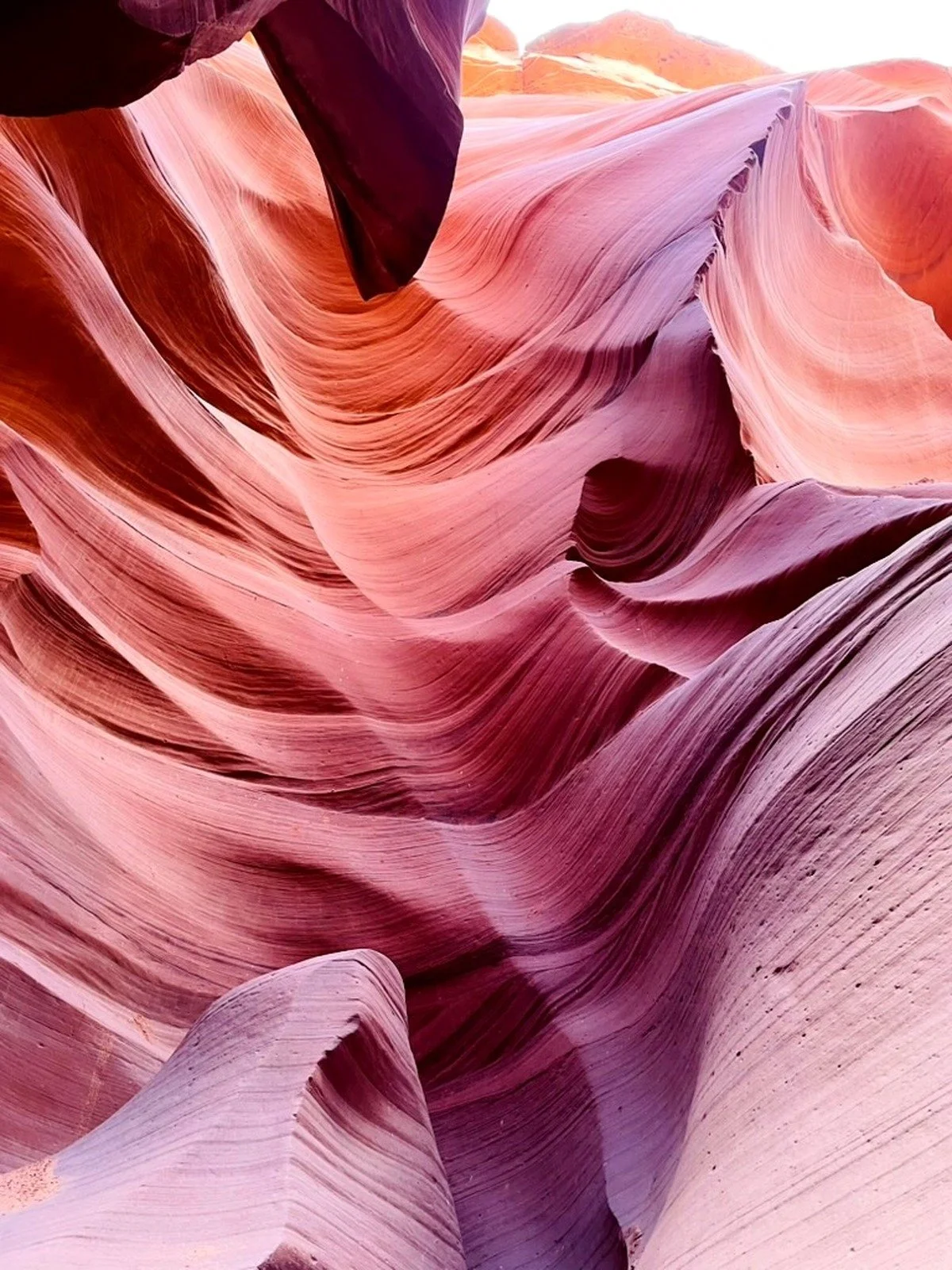 antelope_new2_final.jpg