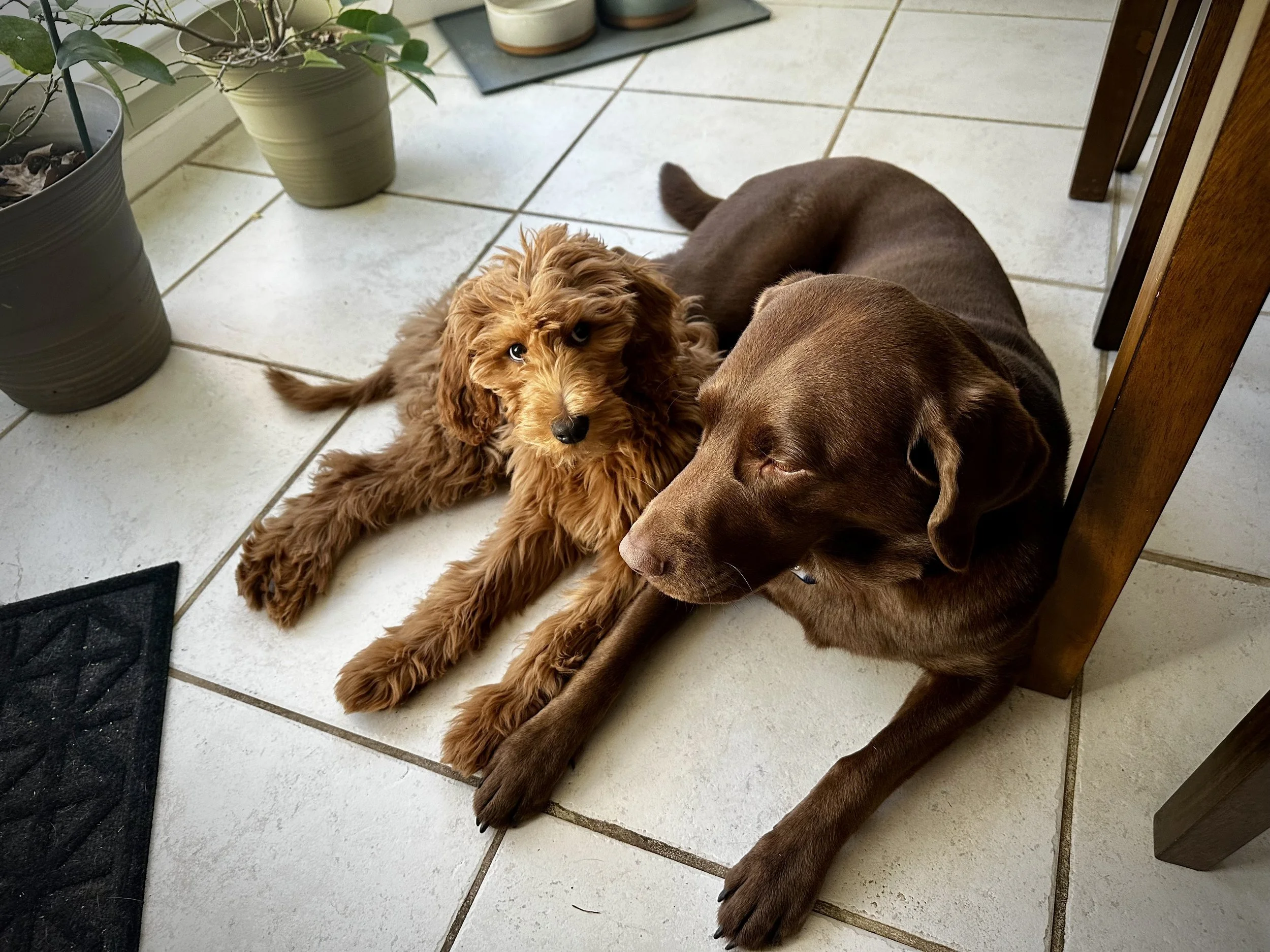 Home: Dogs, sourdough, the ordinary that holds it together