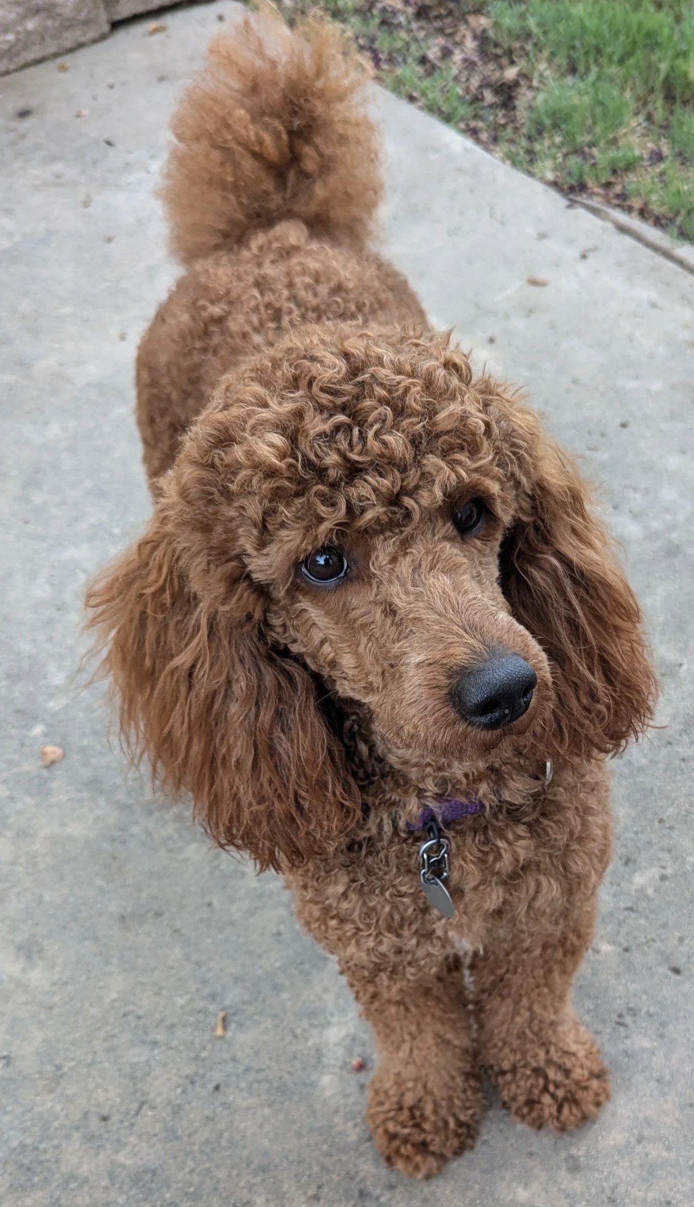 A curly-haired brown poodle standing on a concrete sidewalk, looking up at the camera with dark eyes.