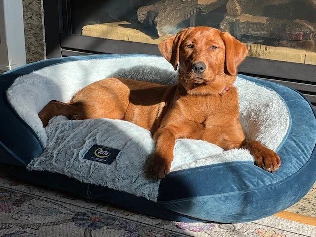 A brown dog relaxing in a blue and cream dog bed by a fireplace.
