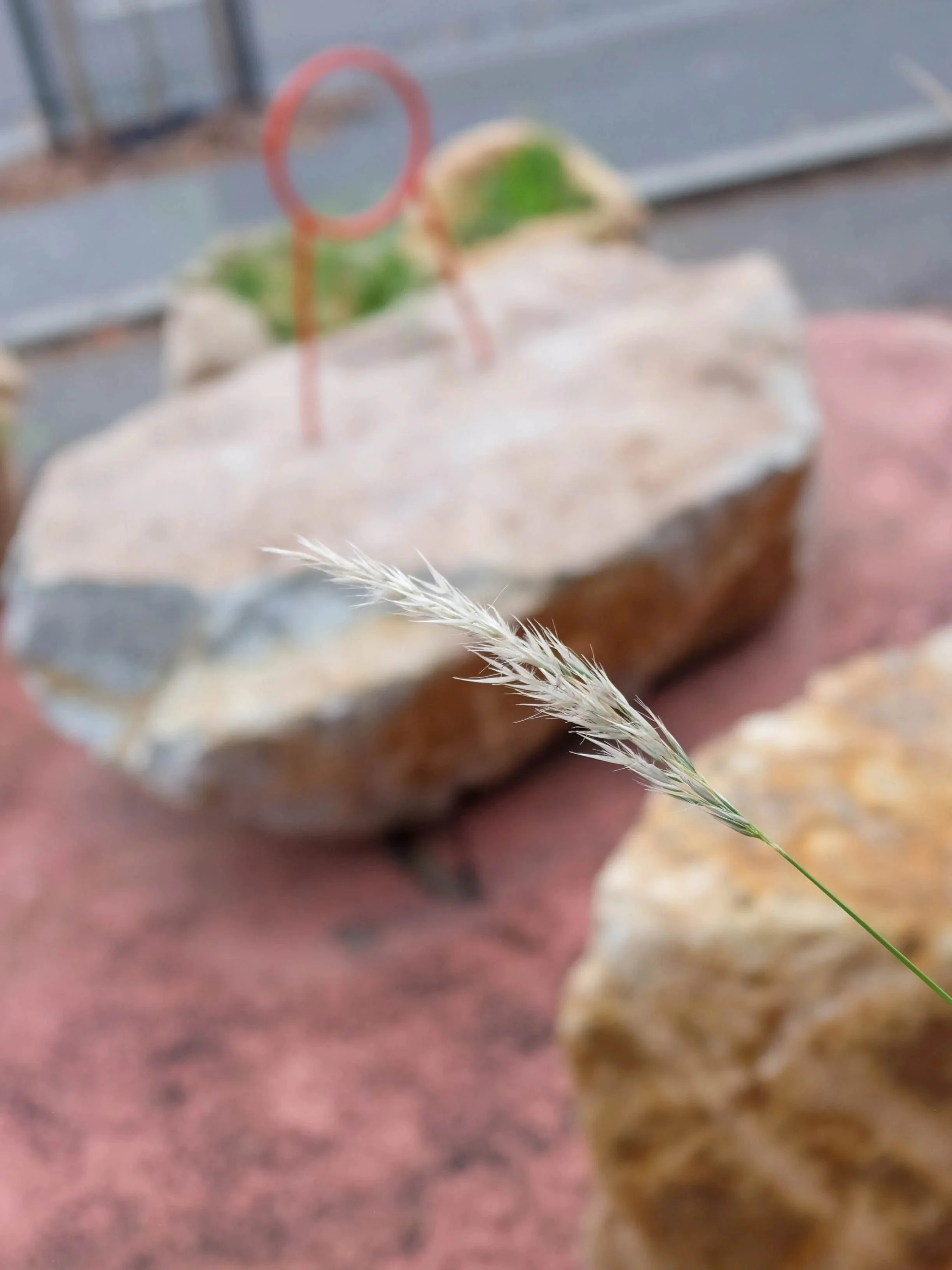 Close-up of a grass seed head against a blonde granite boulder
