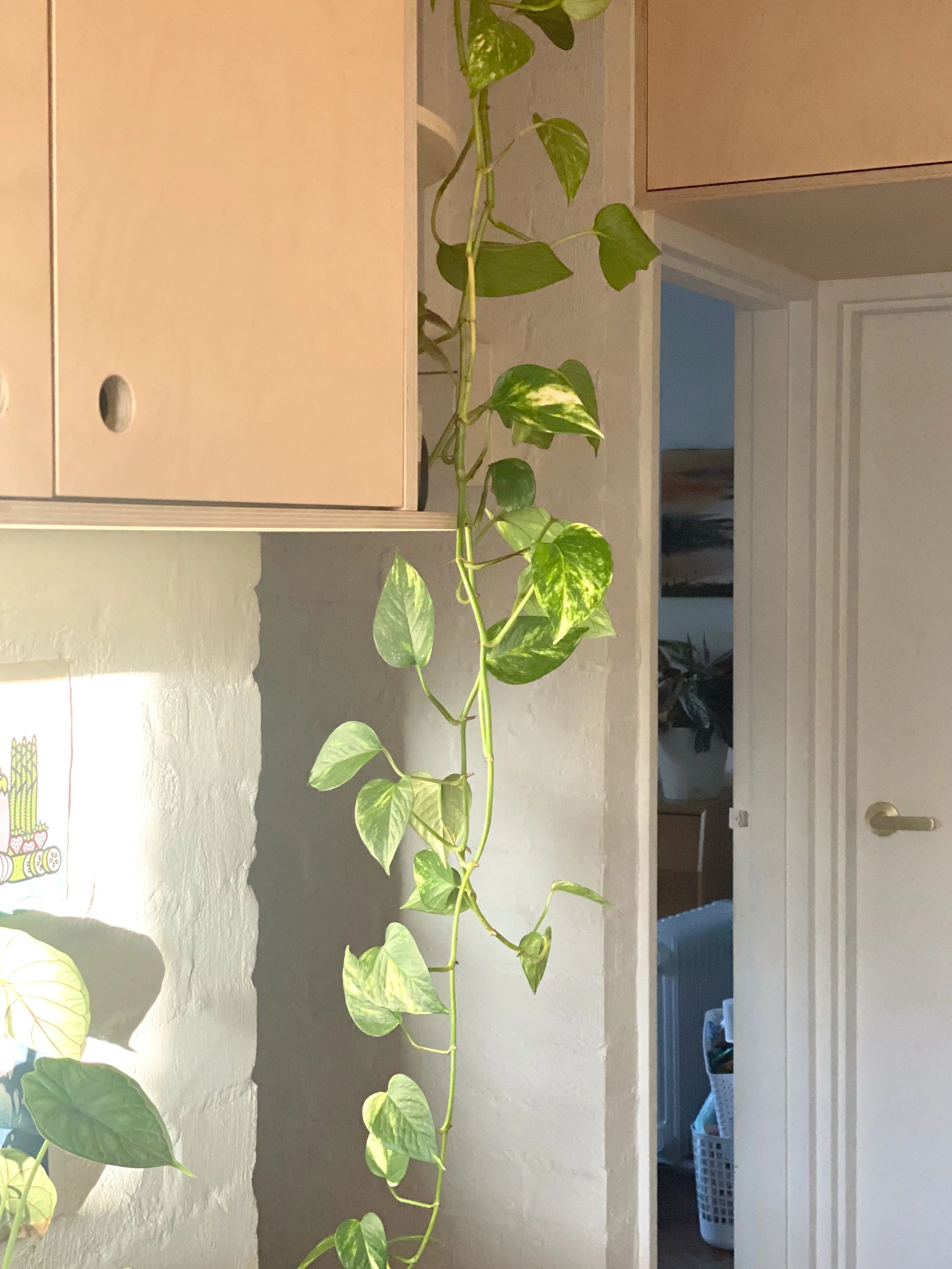 Devil's ivy climbing beside plywood cabinetry and an open doorway