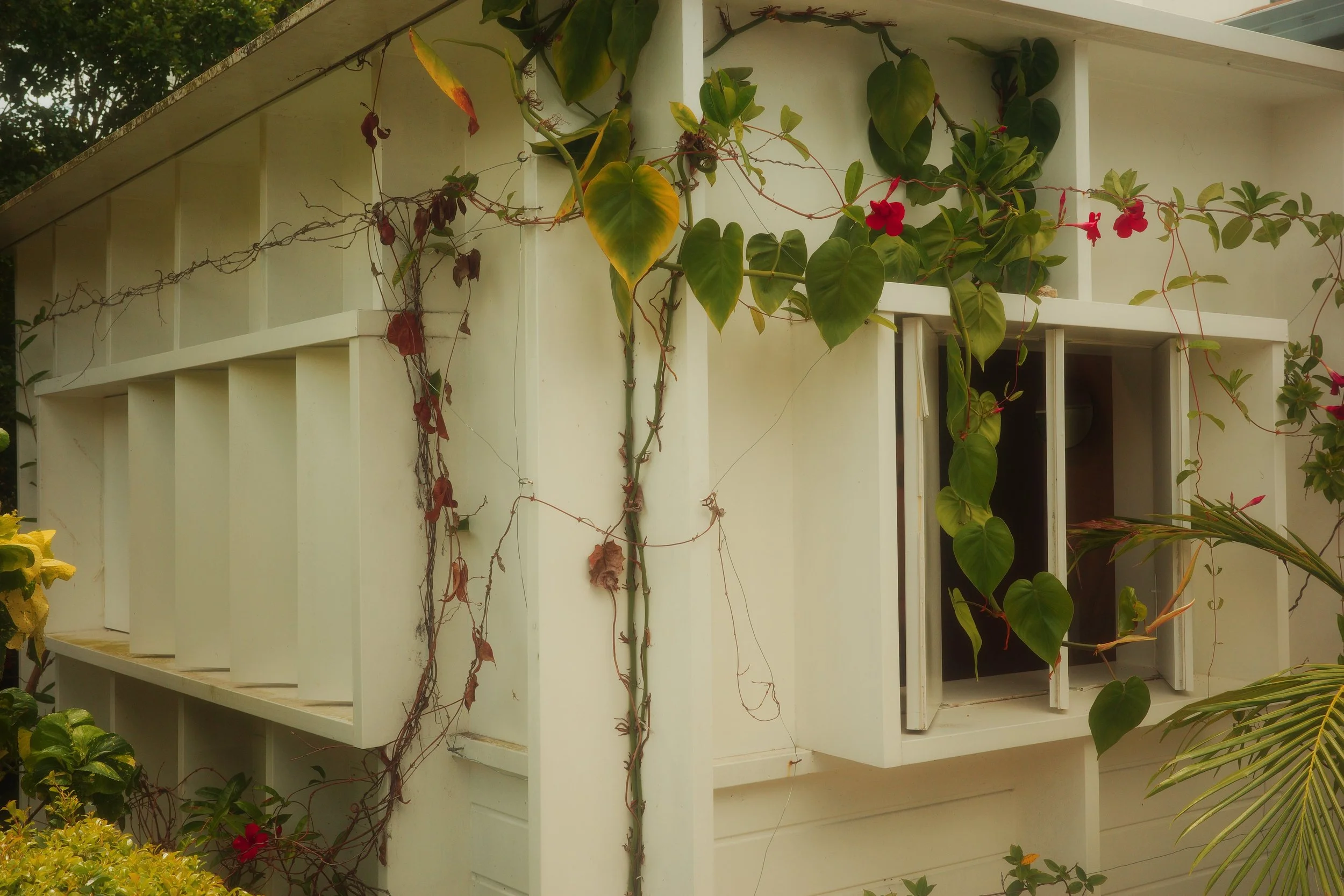 Red-flowered vine climbing past a timber window box, with a glimpse into the interior
