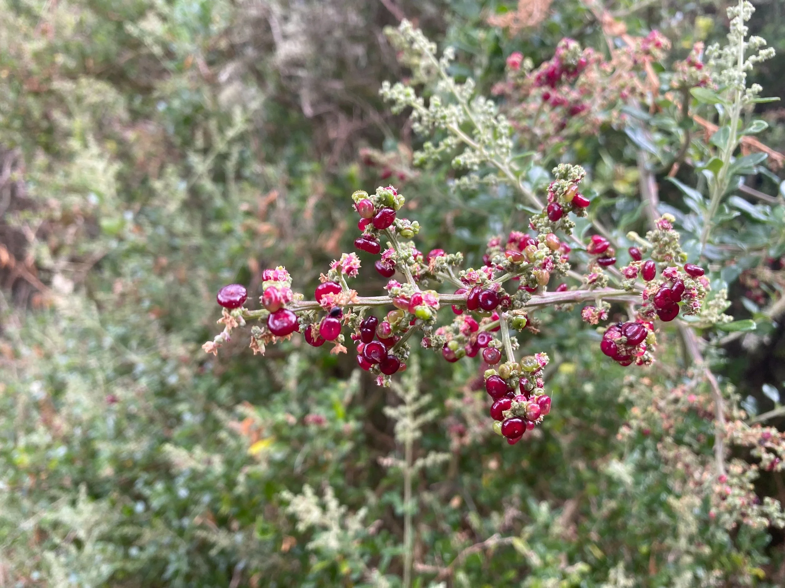 Clusters of small red berries on a native coastal shrub