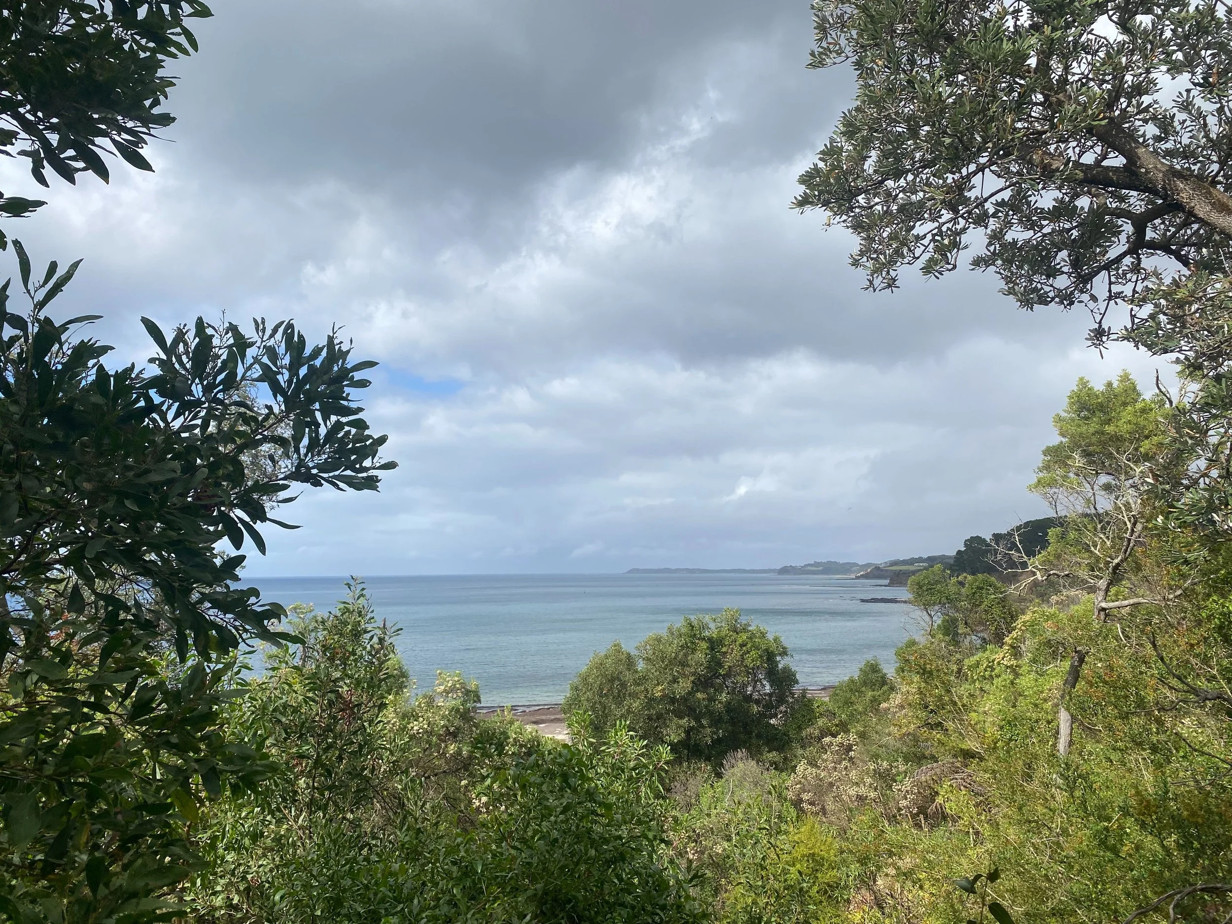 View through coastal trees to the bay under a grey, cloudy sky