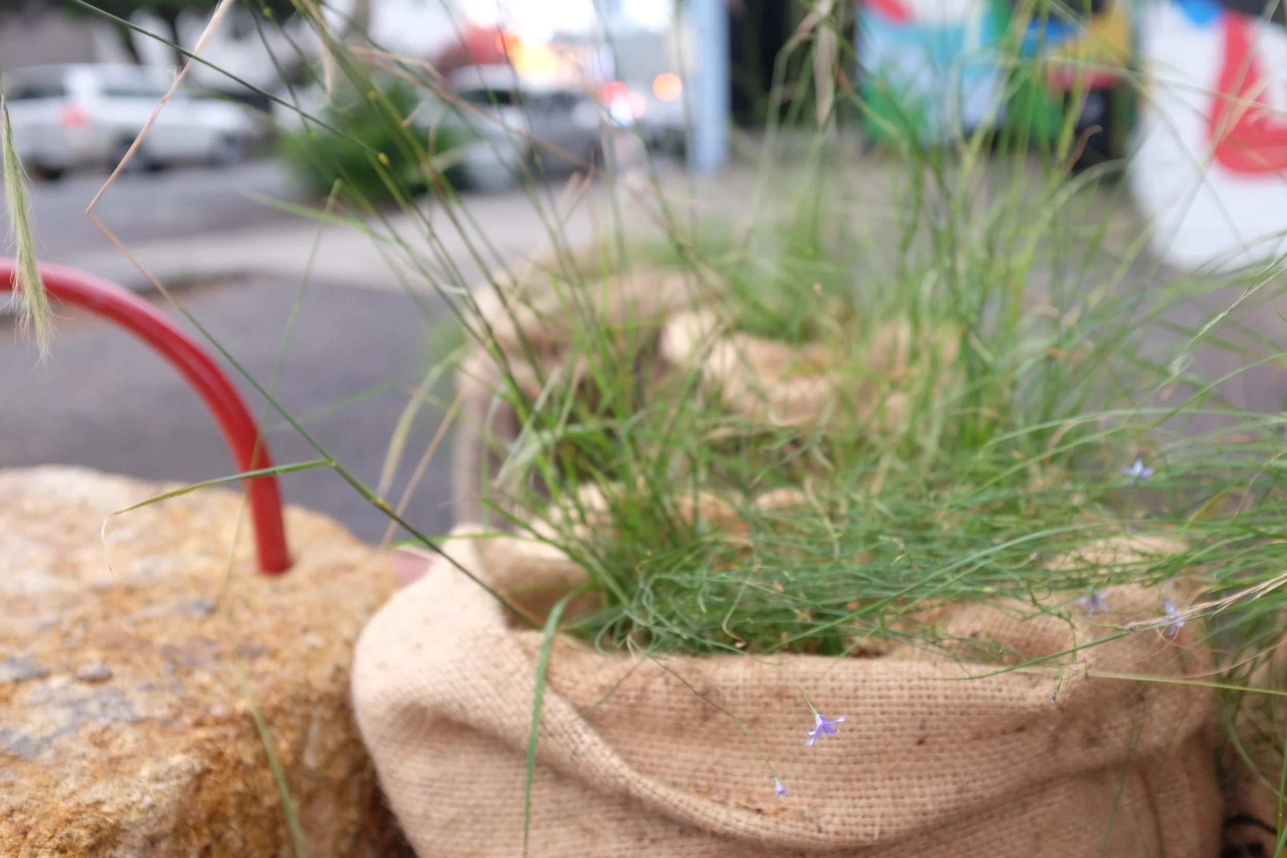 Close-up of native grasses growing from a hessian sack