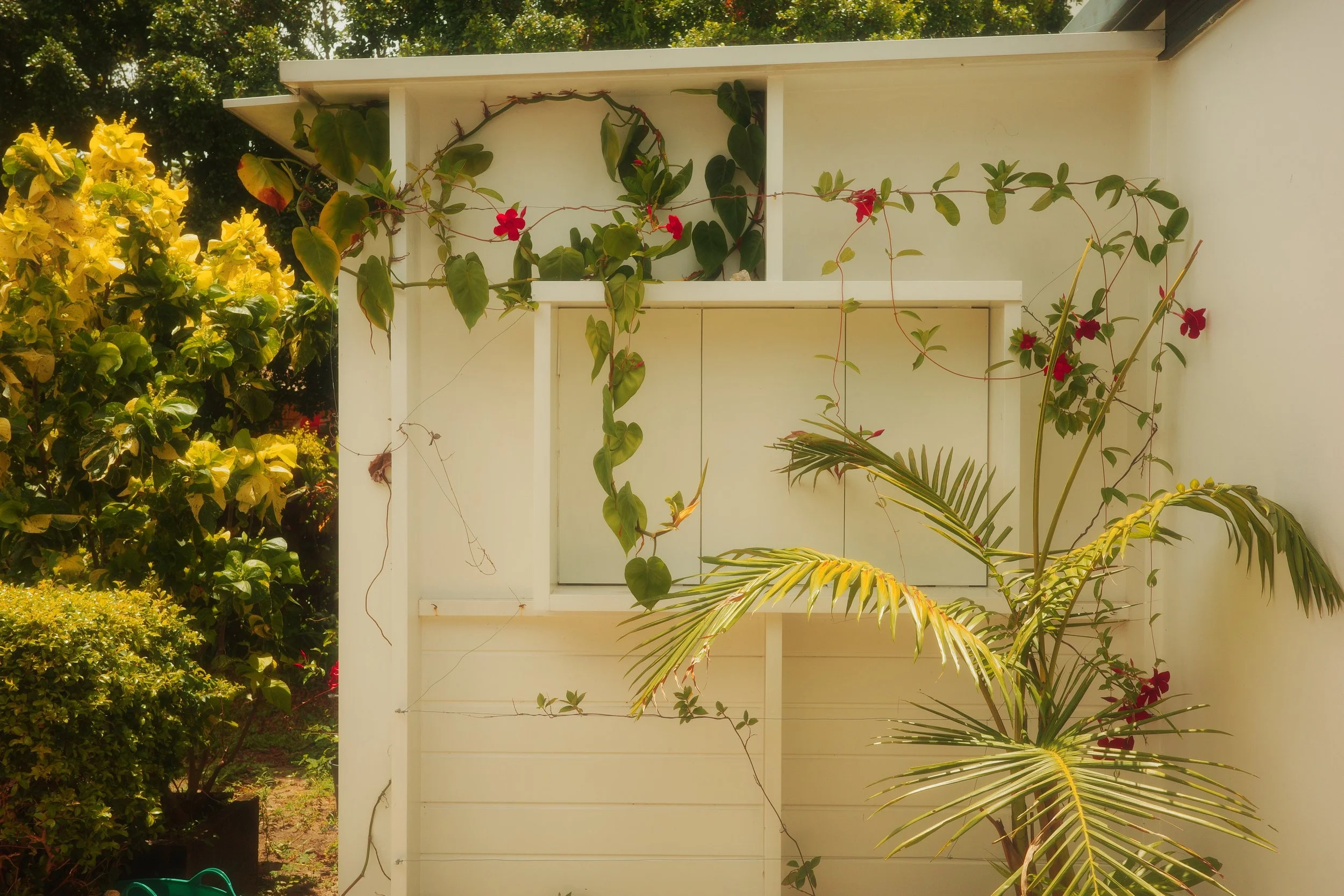 Glass is Boring exterior: white timber window boxes projecting from the wall, with a flowering vine and palm fronds