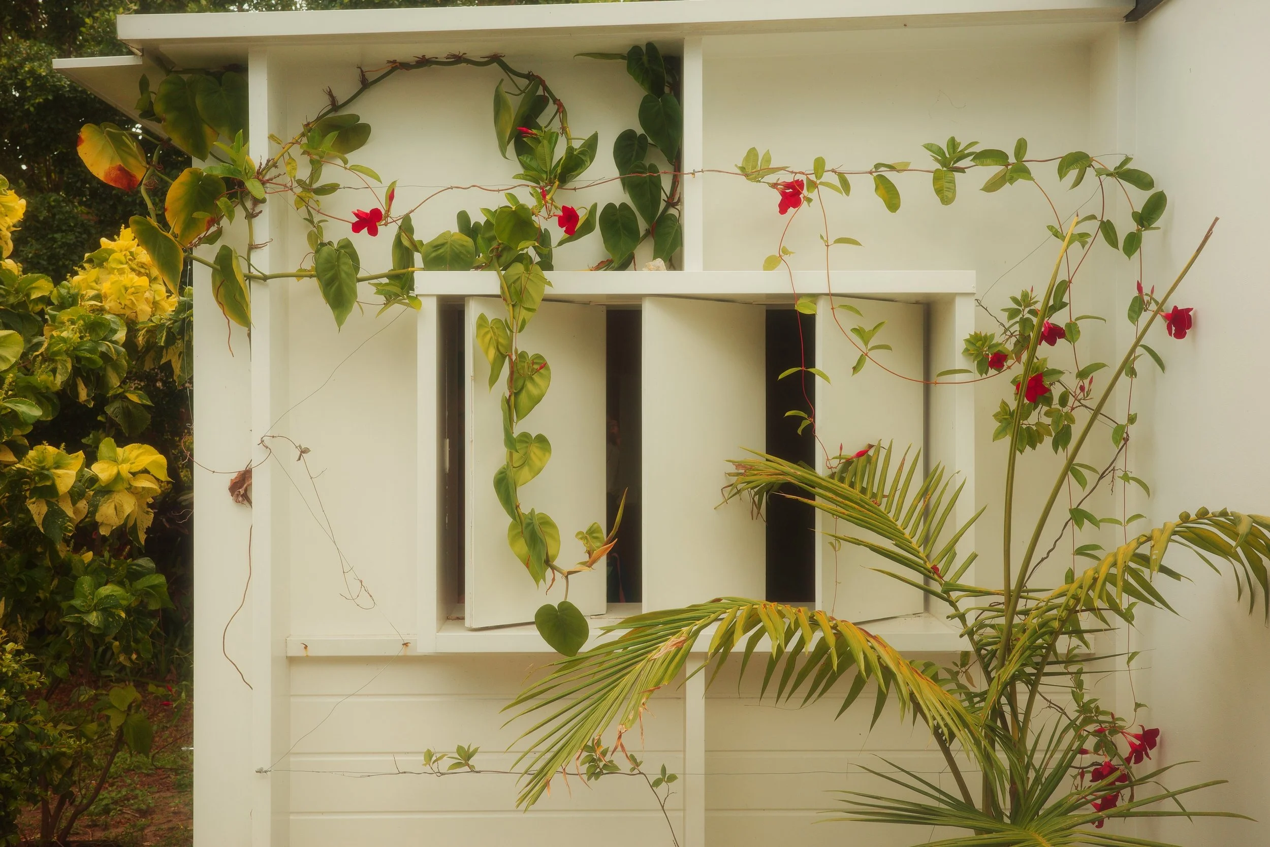 Row of white timber window boxes with deep vertical openings, framed by vine and palm