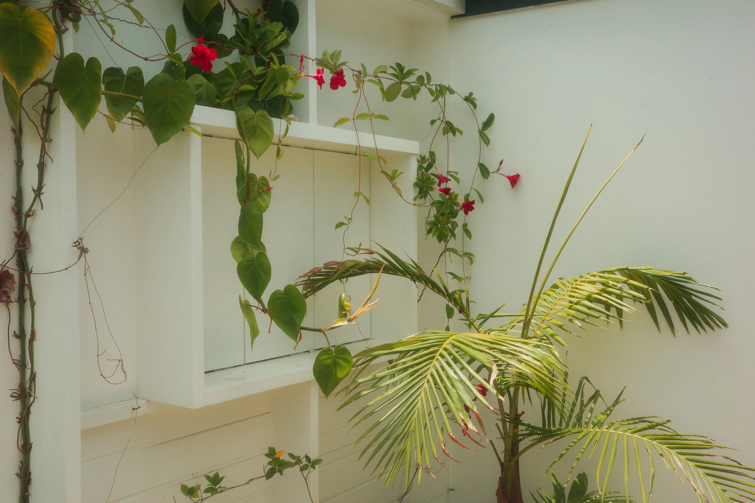 White timber window box with a red-flowered vine and a palm in front