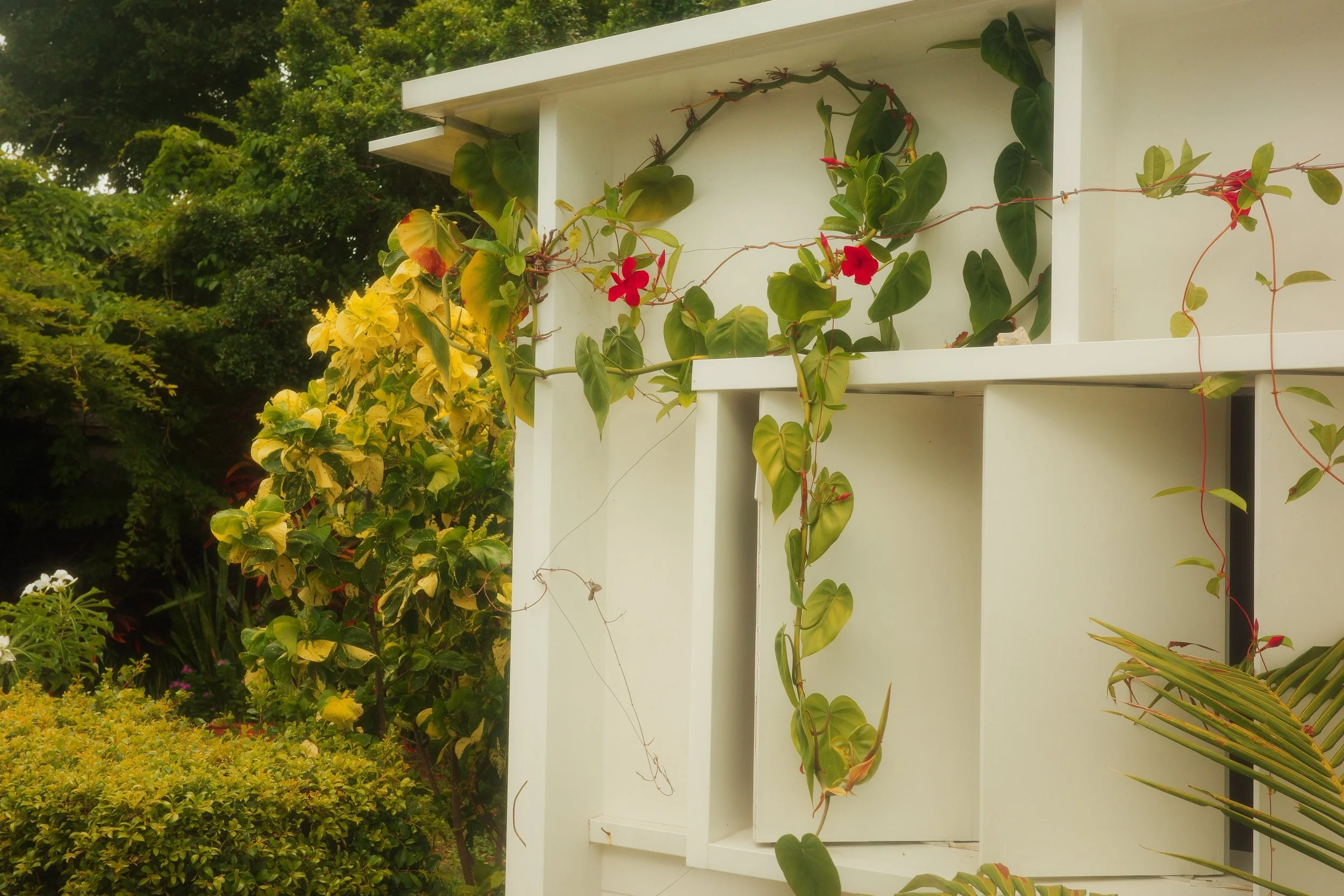 Side view of the white timber window boxes beside lush garden planting