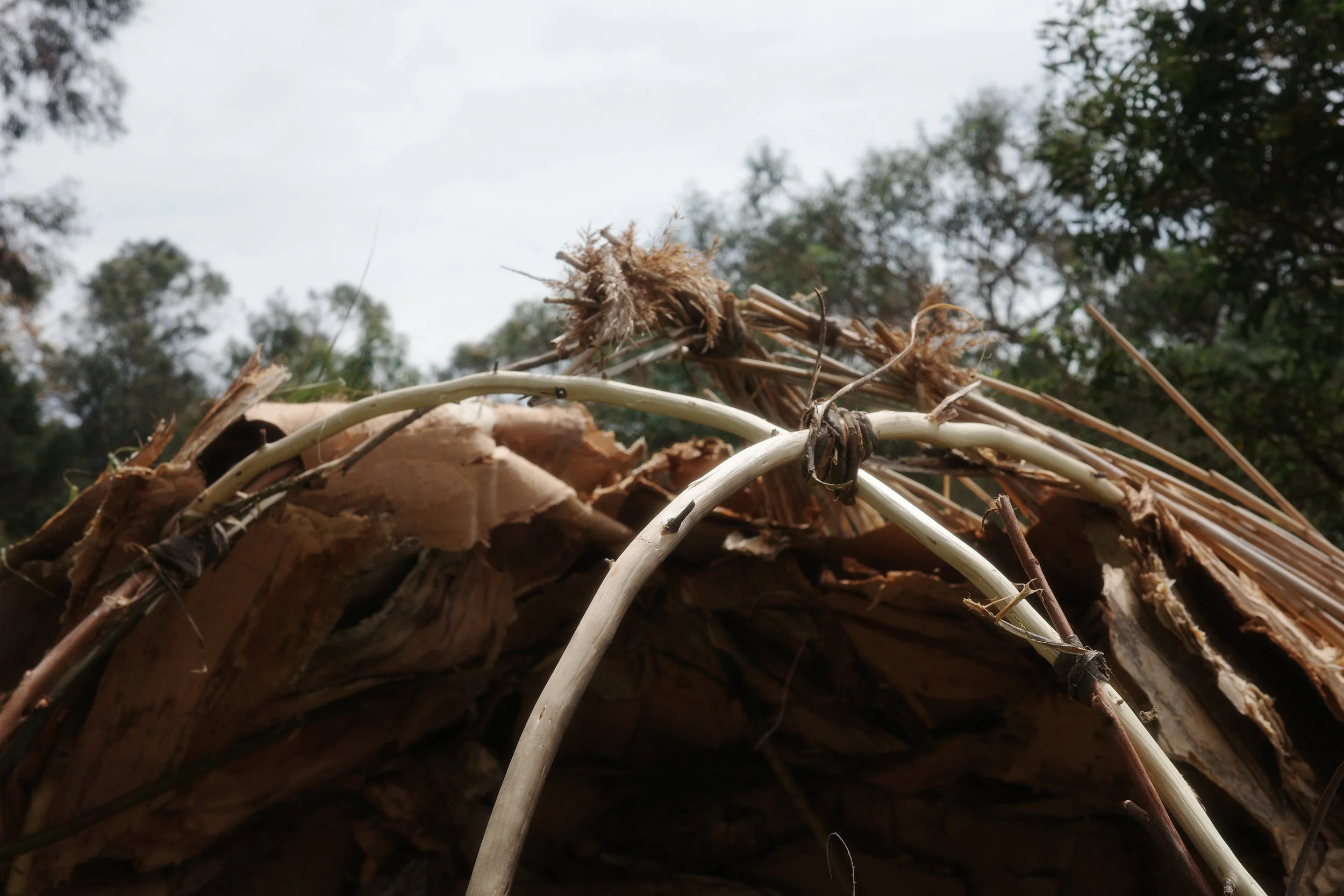 Close-up of a shelter frame made of bent saplings tied together and layered with bark