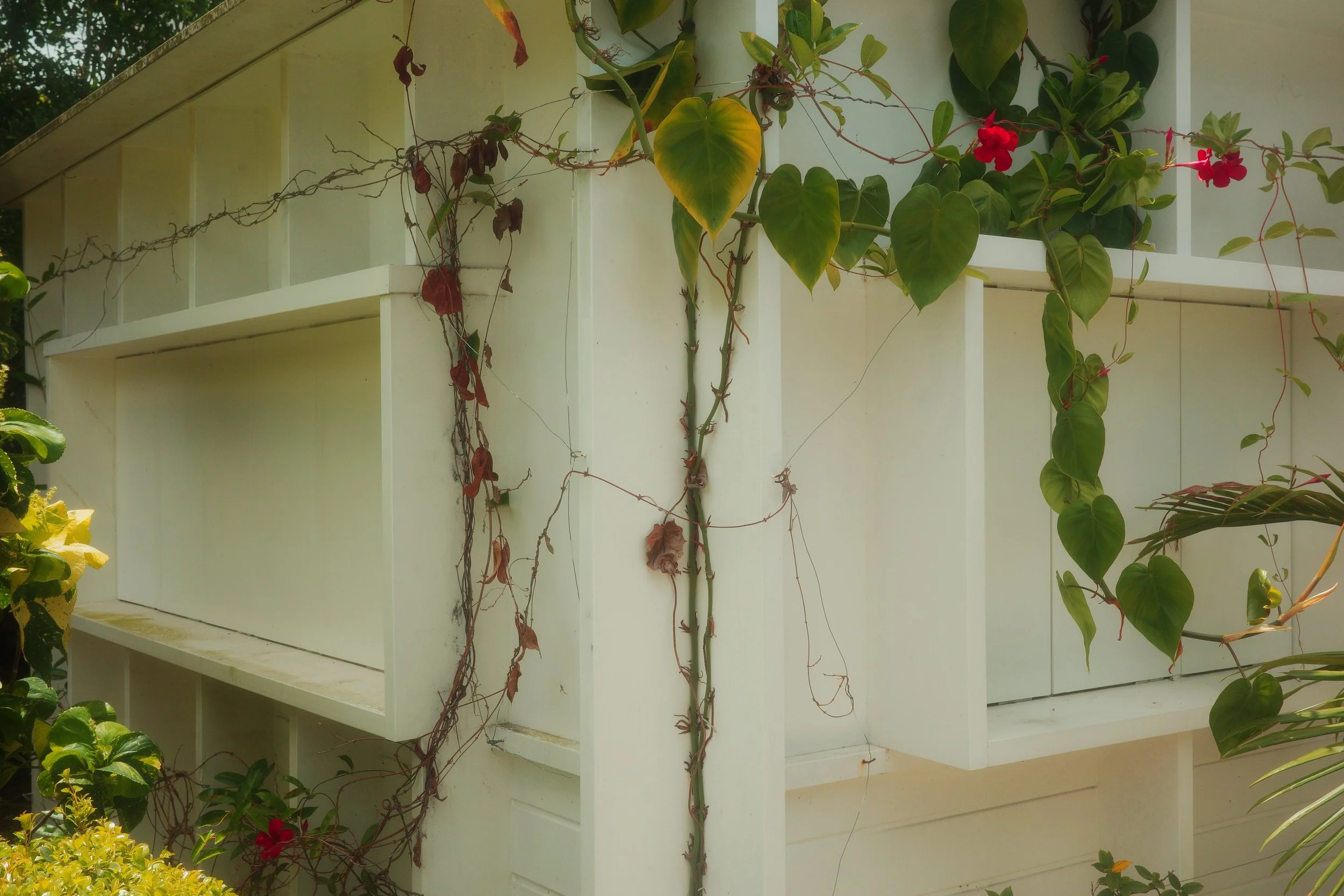 Flowering vine climbing between white timber window boxes