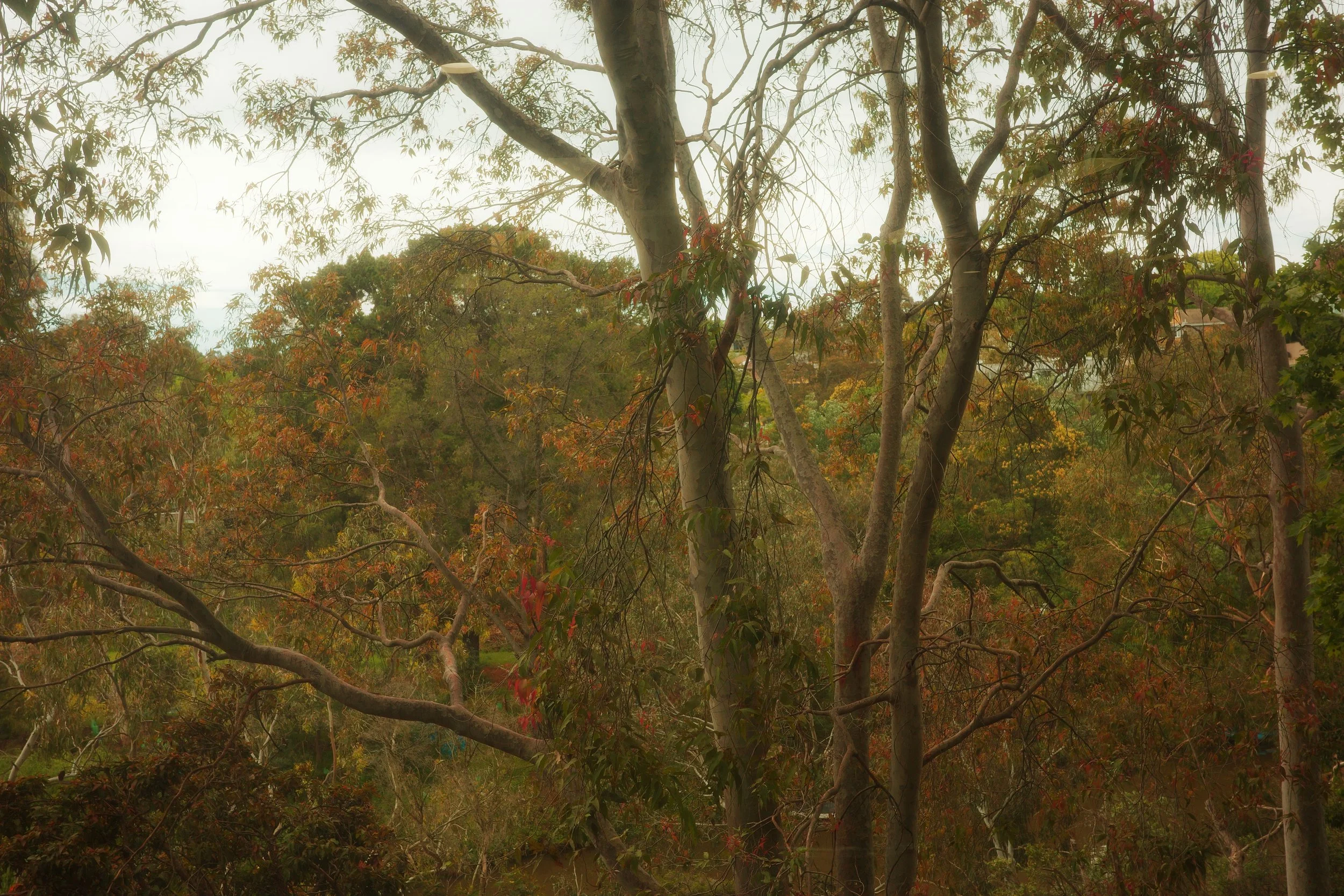 Tall gum trees with autumn-tinged leaves