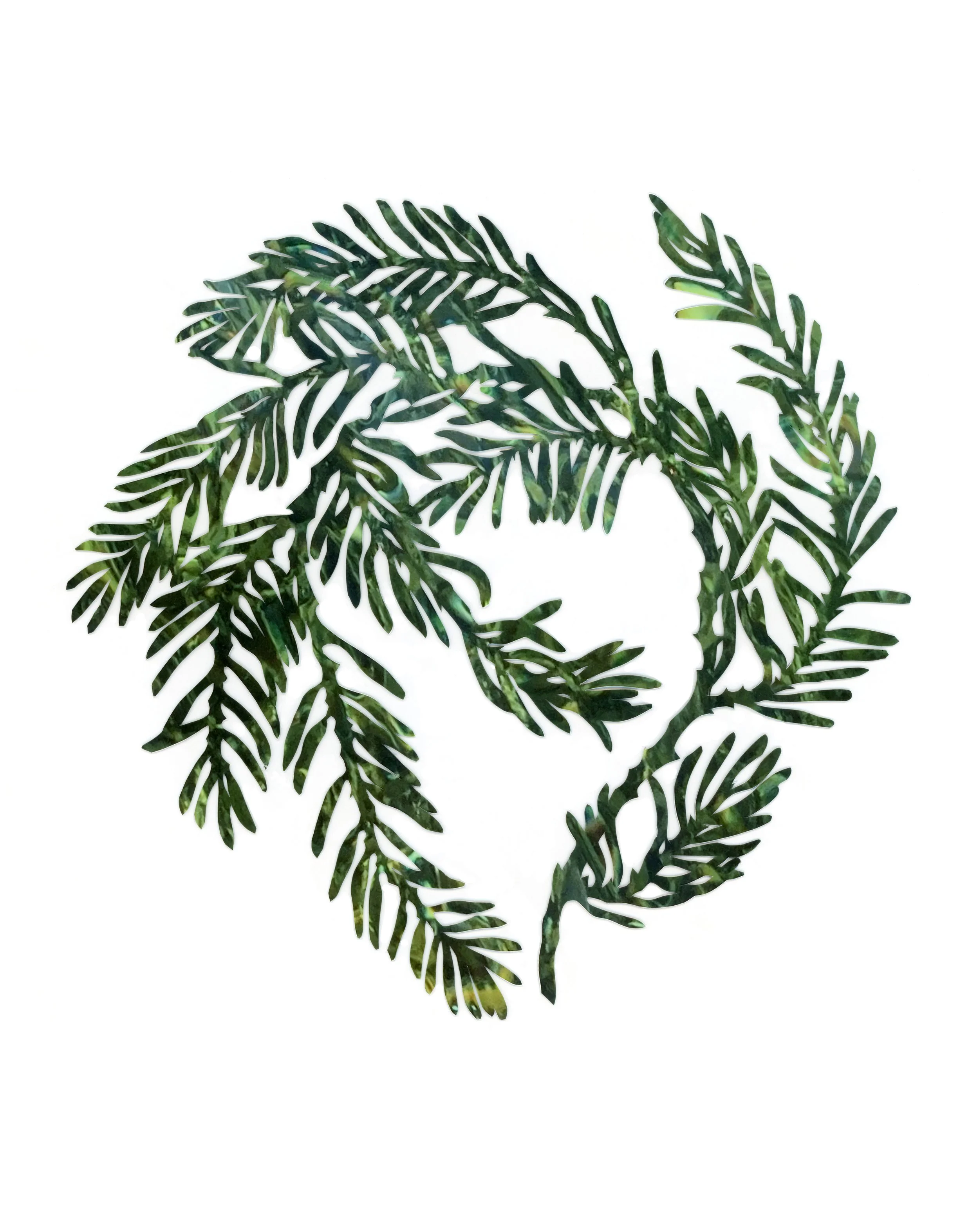 Douglas Fir, Notes From an Island Series, 2024-2026
