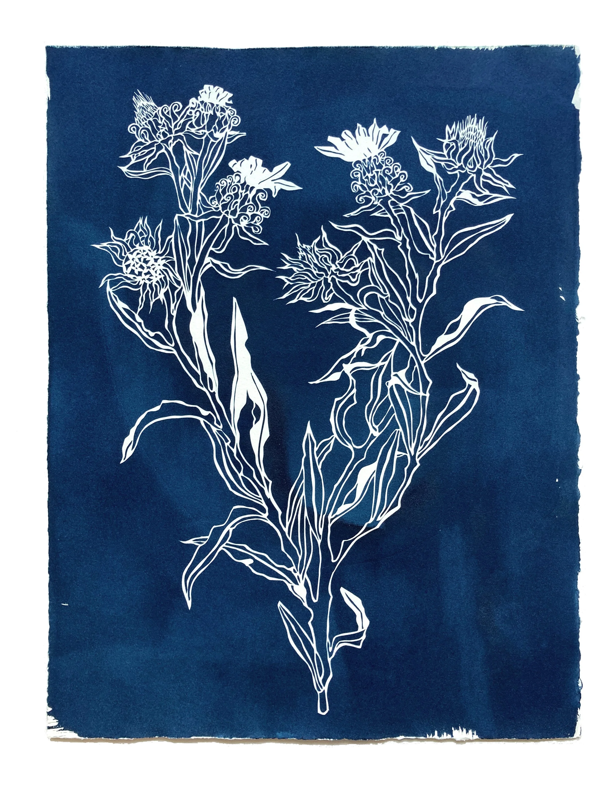 Gumweed,  2024

Cyanotype on Rives BFK created with cut paper. This piece was first cut and test printed with local rain water during an artist residency at Bloedel Reserve on Bainbridge Island, WA.
