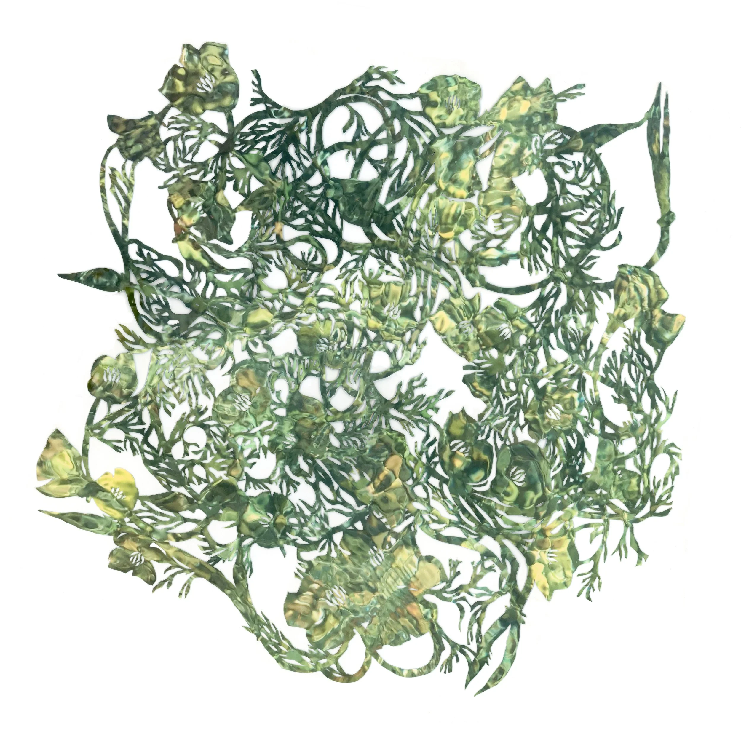 Poppies, Notes From an Island Series, 2024-2026