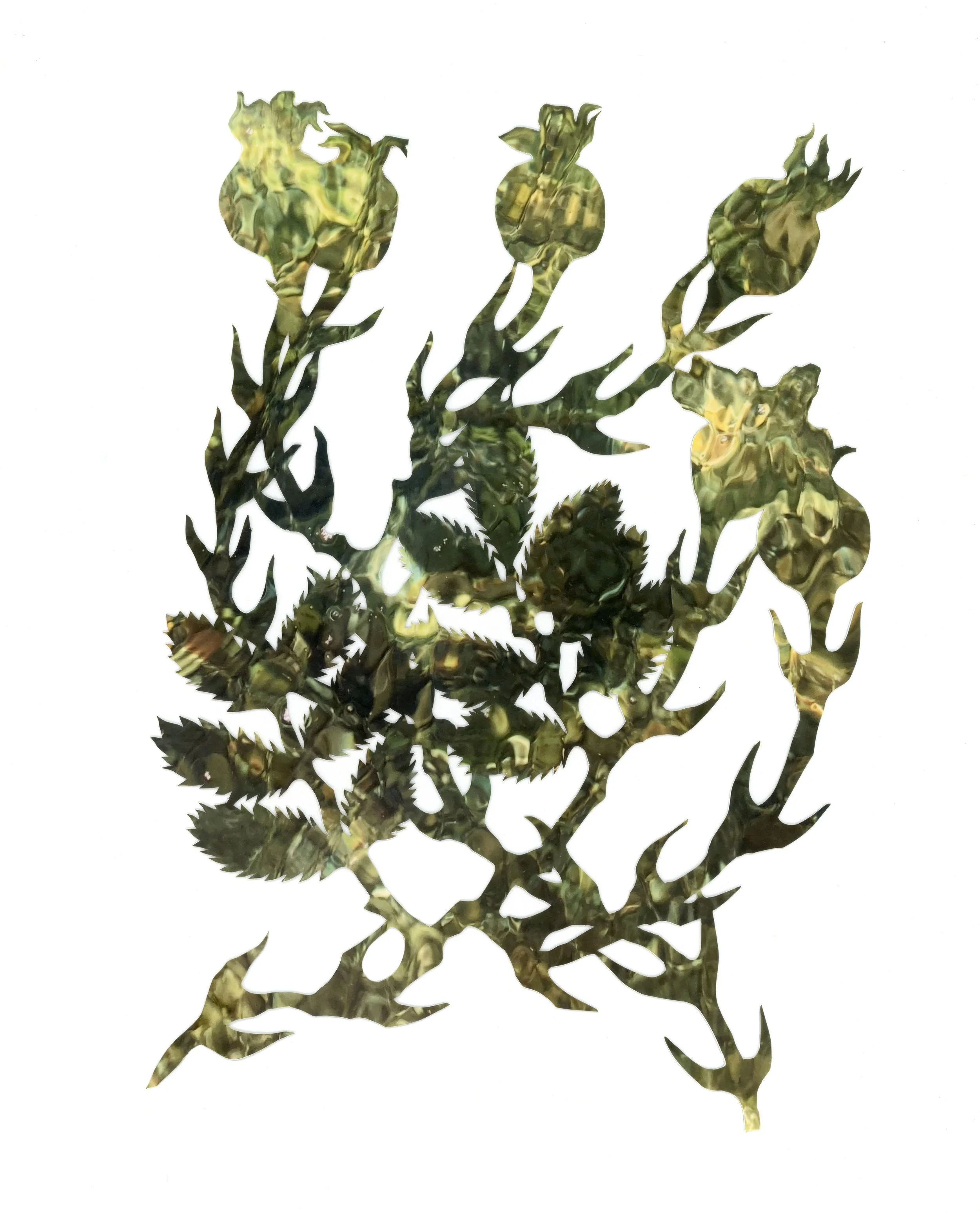 Swamp Rose, (Notes From an Island Series), 2024-2026

Cut paper piece created from photos taken of water during my residencies with the Vashon Artist Residency and Bloedel Reserve. Exhibited during the Spring of 2026 at the Lan Su Chinese Garden.
