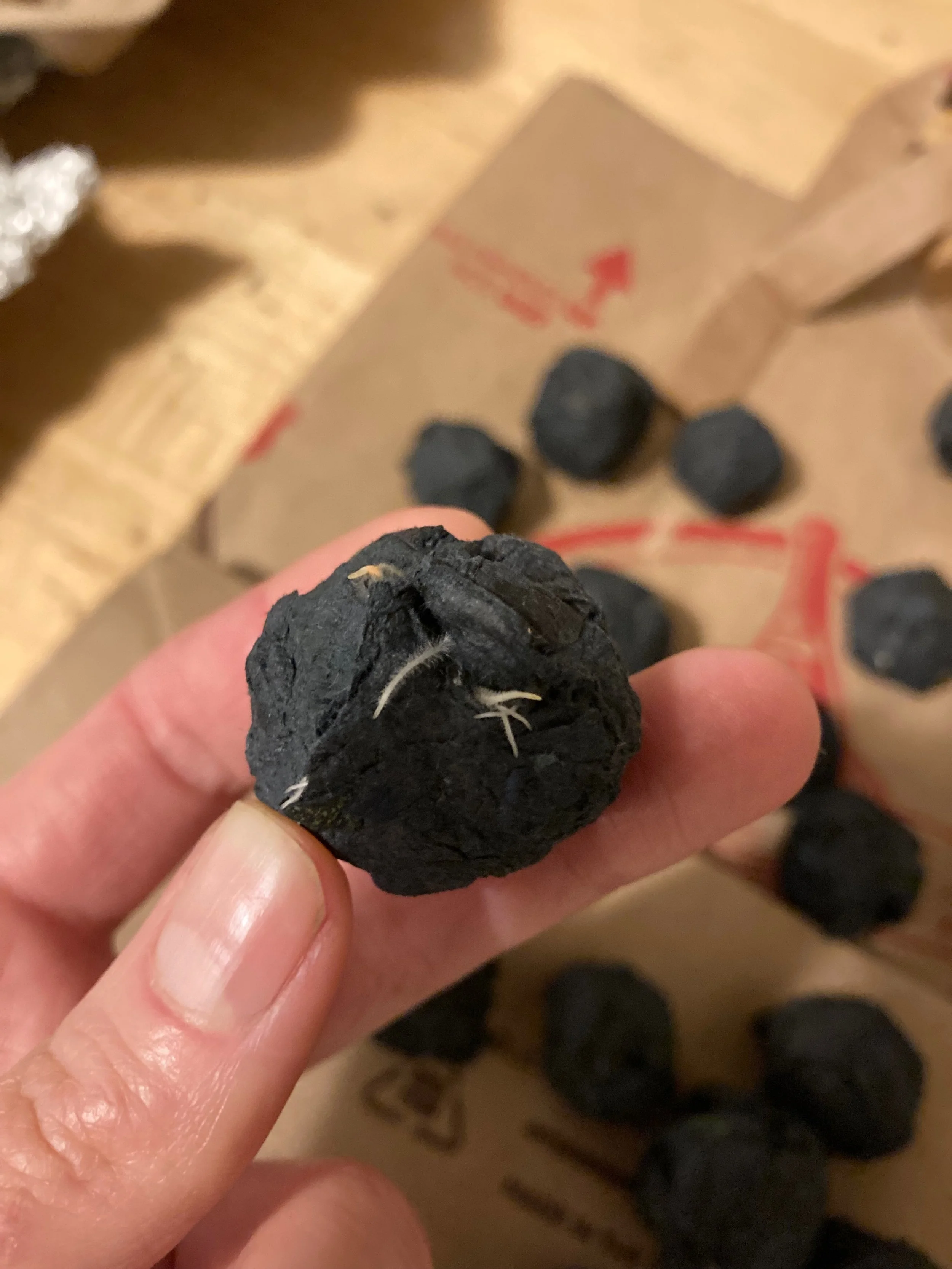Seed Bomb (The Walk),  2024

Sprouting seed bomb created from paper scraps from the cut paper piece, 'The Walk.' These seed bombs contained seeds from plants native to the area and particularly beneficial to pollinators. They were distributed to comm