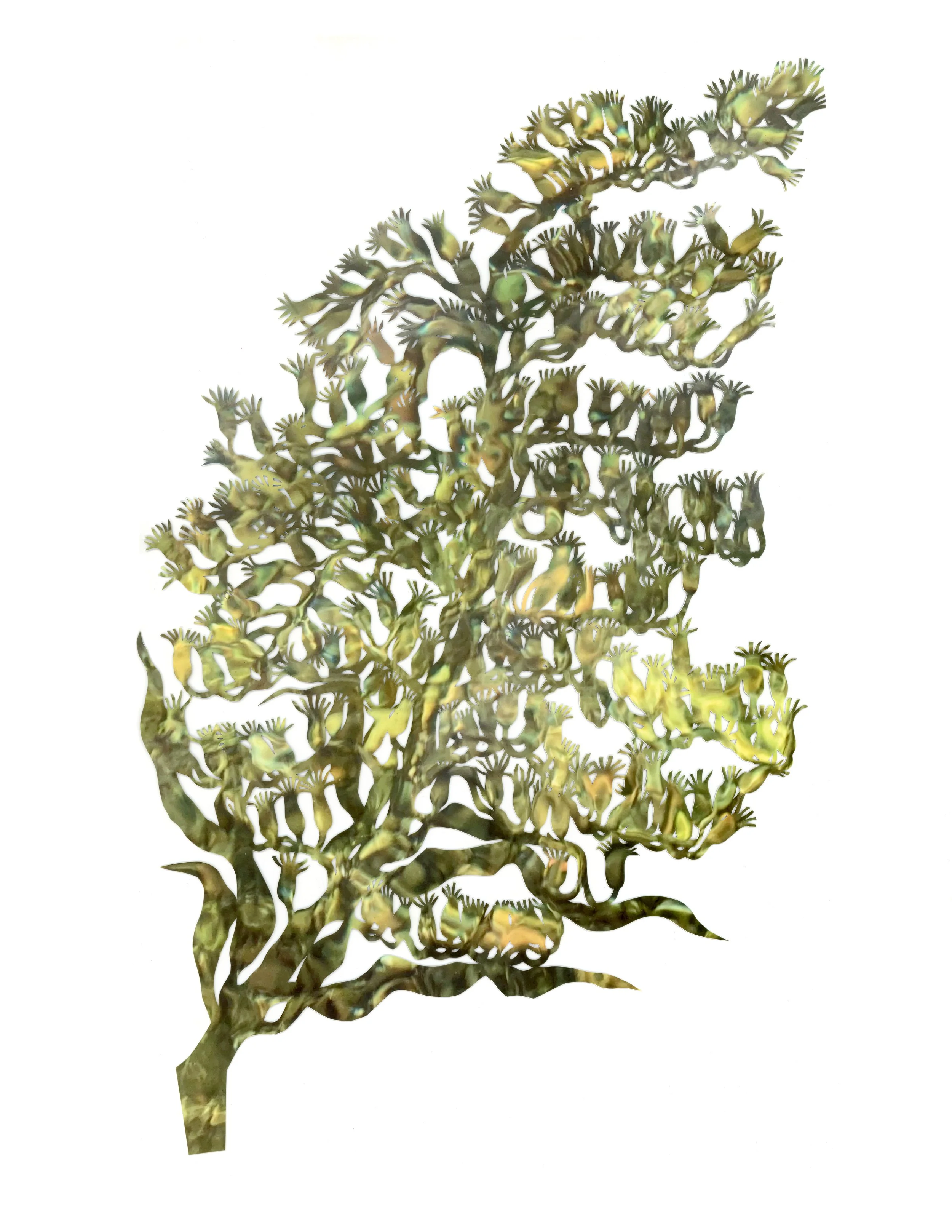 Goldenrod (Notes From an Island Series), 2024-2026

Cut paper piece created from photos taken of water during my residencies with the Vashon Artist Residency and Bloedel Reserve. Exhibited during the Spring of 2026 at the Lan Su Chinese Garden.