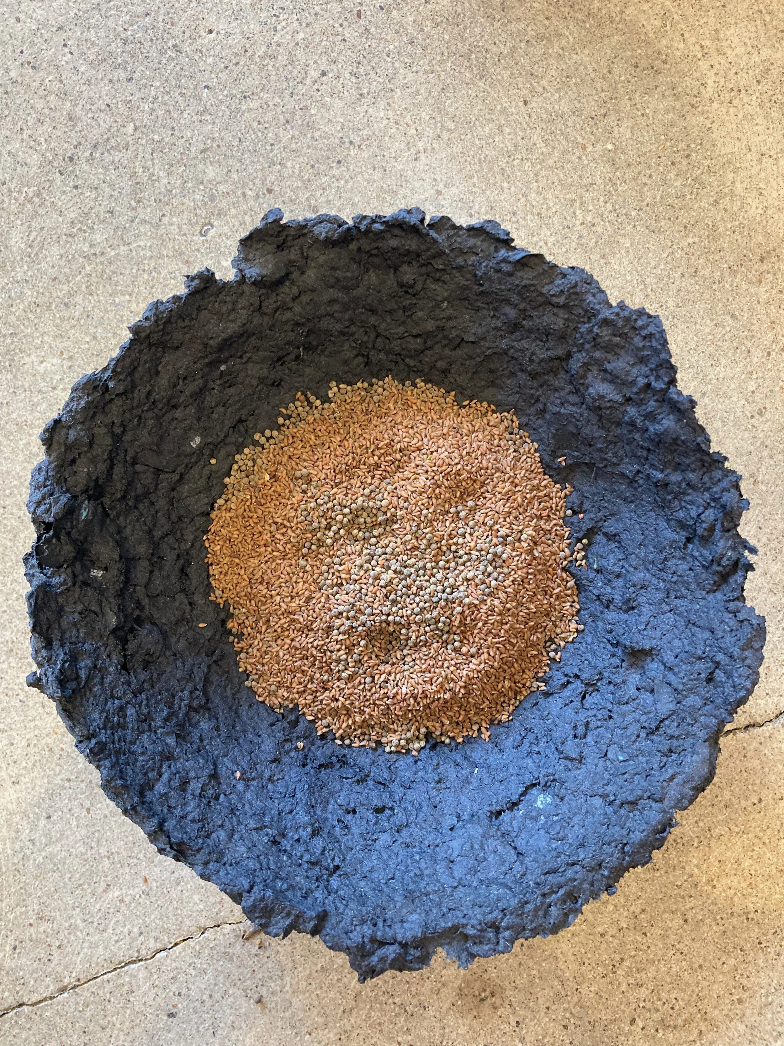 Bowl 3 (The Walk), 2024

This and several other bowls were created using the paper scraps from the cut paper piece, 'The Walk.' These simple earth like vessels held the seeds of local plant varieties beneficial to pollinators during the course of the