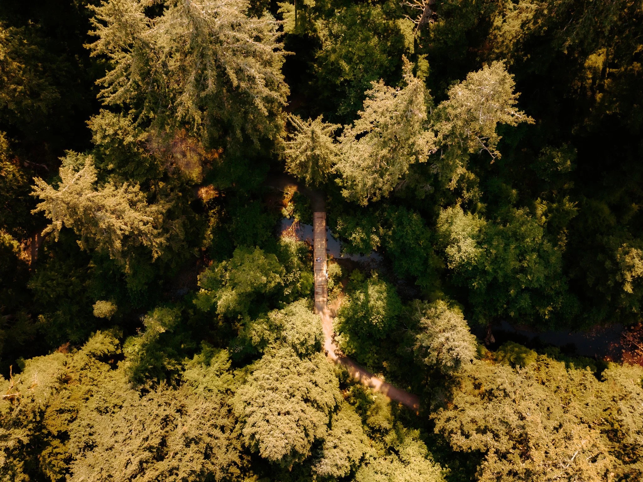 An aerial view of a lush green forest with a narrow dirt trail running through it, taken during daytime.