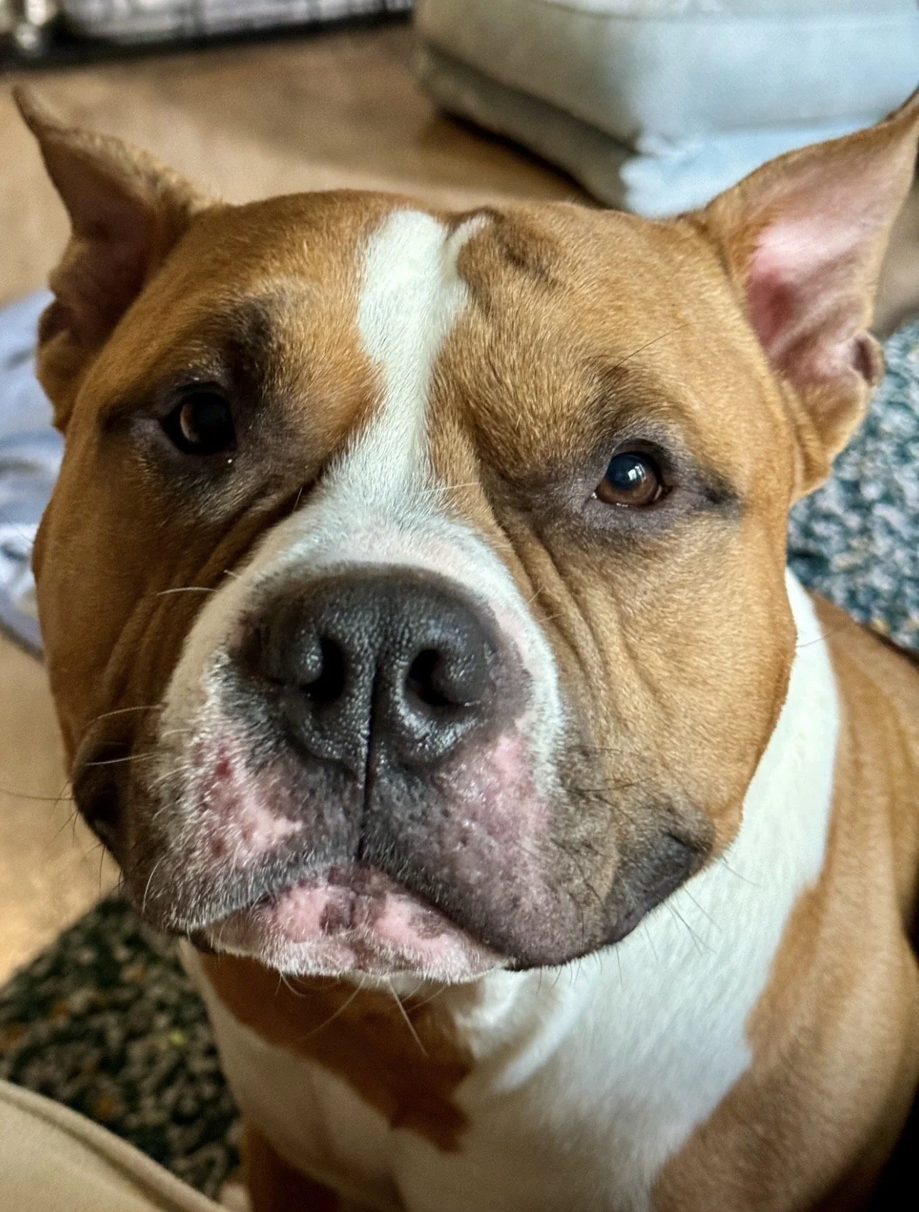 Close-up of a brown and white american bully with a broad face and expressive eyes, indoors with furniture in the background.