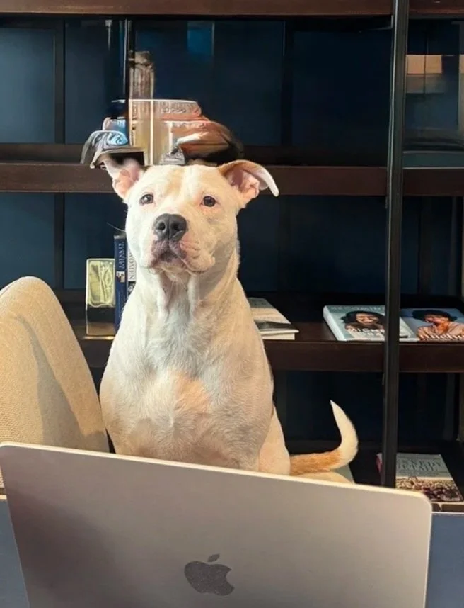A tan-colored dog sitting at a table in front of a silver Apple computer with a black logo, in a room with dark wood bookshelves filled with books and magazines.