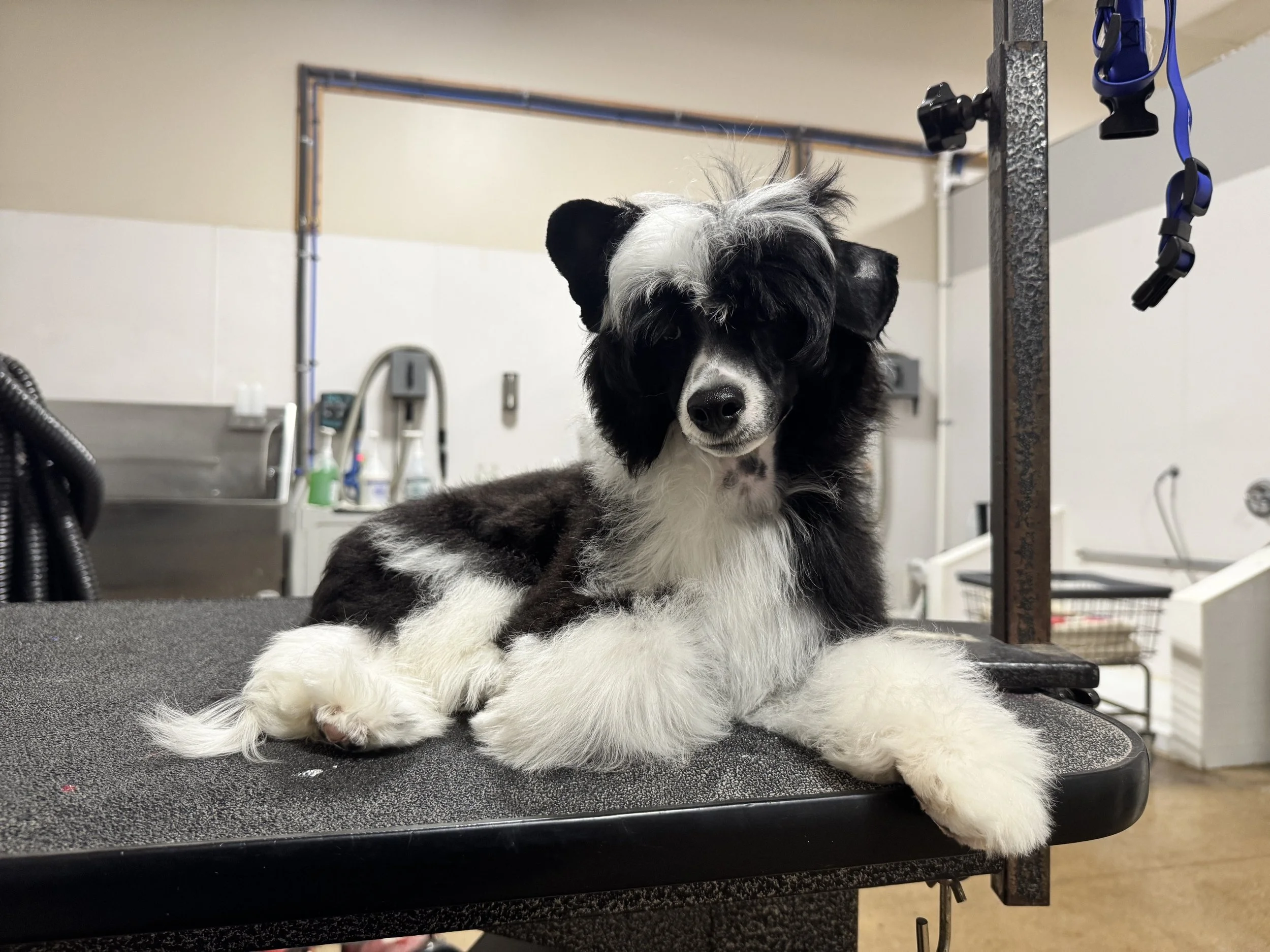 A black and white dog and a puppy lying on a grooming table in a pet grooming salon.