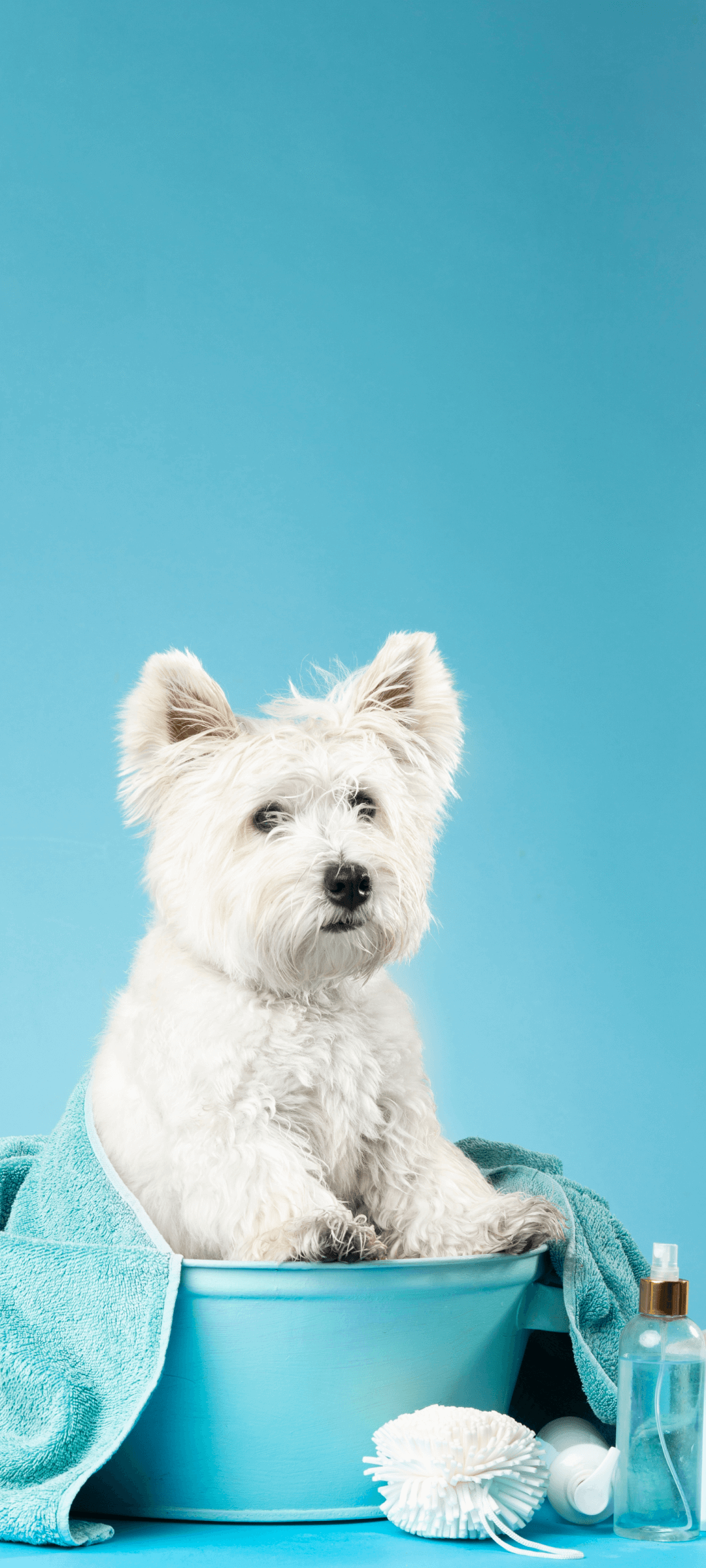 White dog with fluffy fur sitting in a blue tub covered with a blue towel, against a matching blue background, with bath essentials like a bottle of shampoo, sponge, and a showerhead nearby.