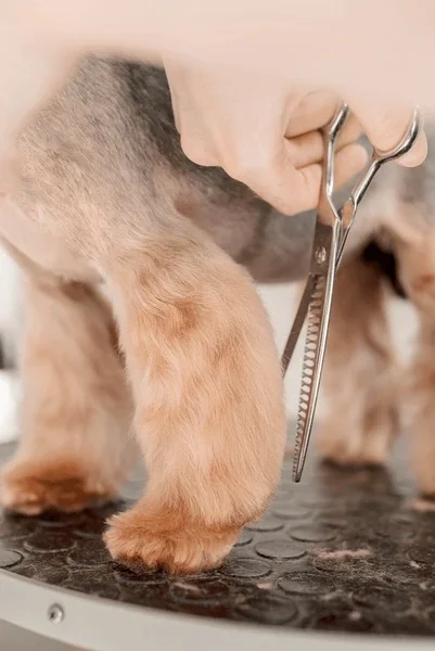 dog-grooming-salon-providing-premium-600nw-2589496769.webp