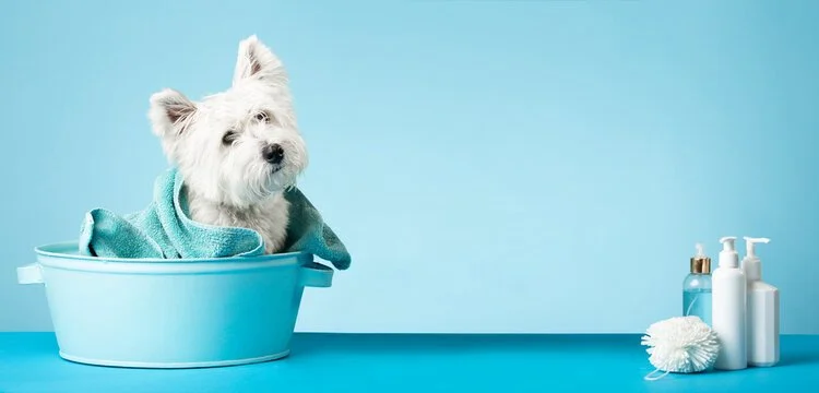 A white dog in a blue plastic basin with a teal towel, set against a light blue background, with grooming supplies on the right.