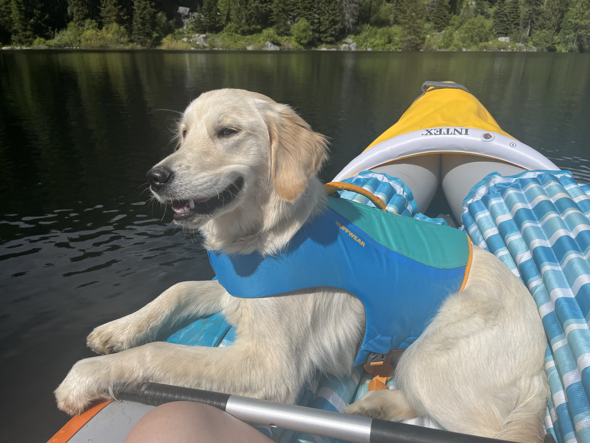 A yellow Labrador retriever puppy wearing a blue life jacket sitting in a yellow and gray kayak on a lake, with trees and rocks in the background.