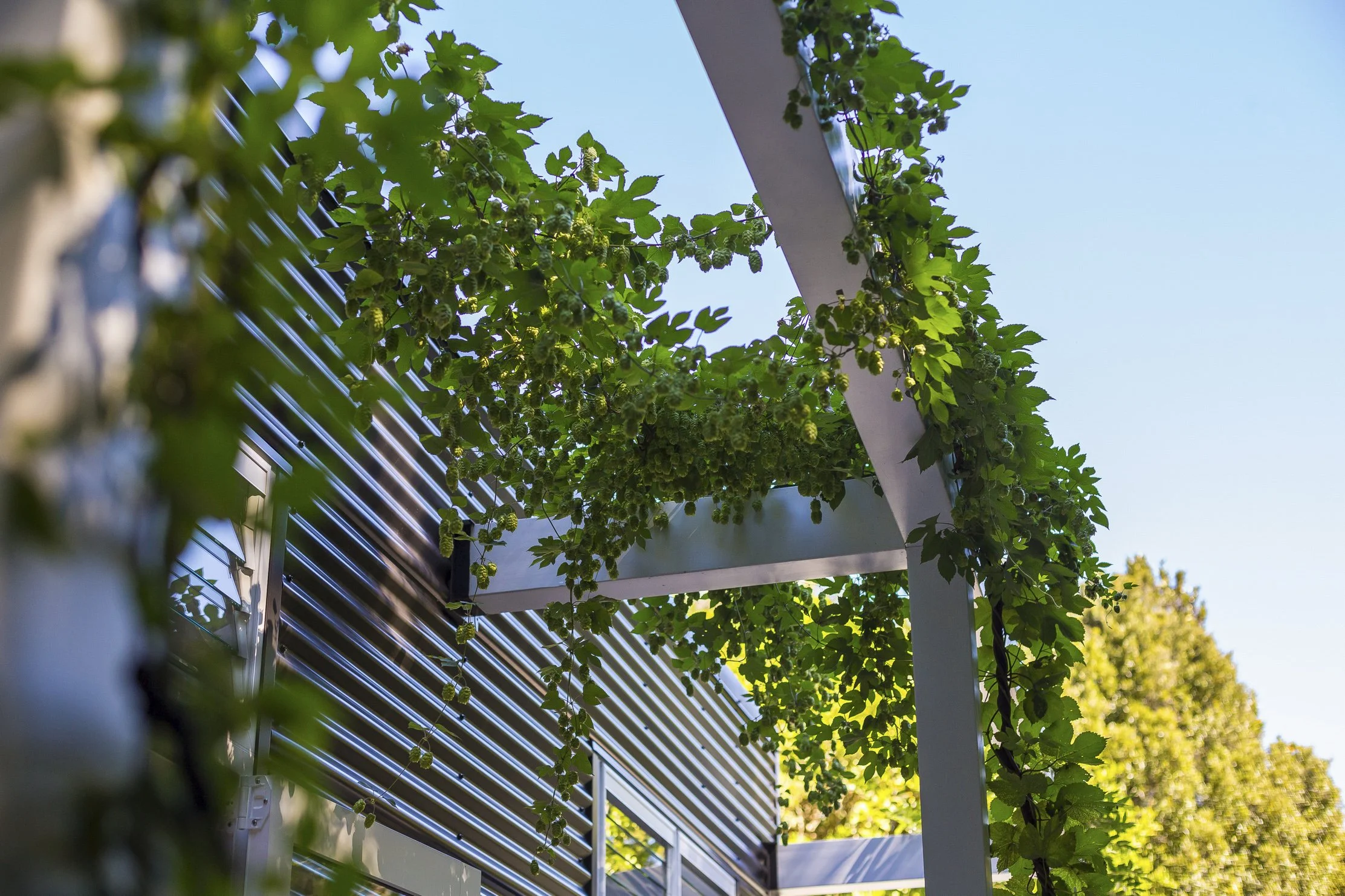 Home-Urban-Forest-13.jpg