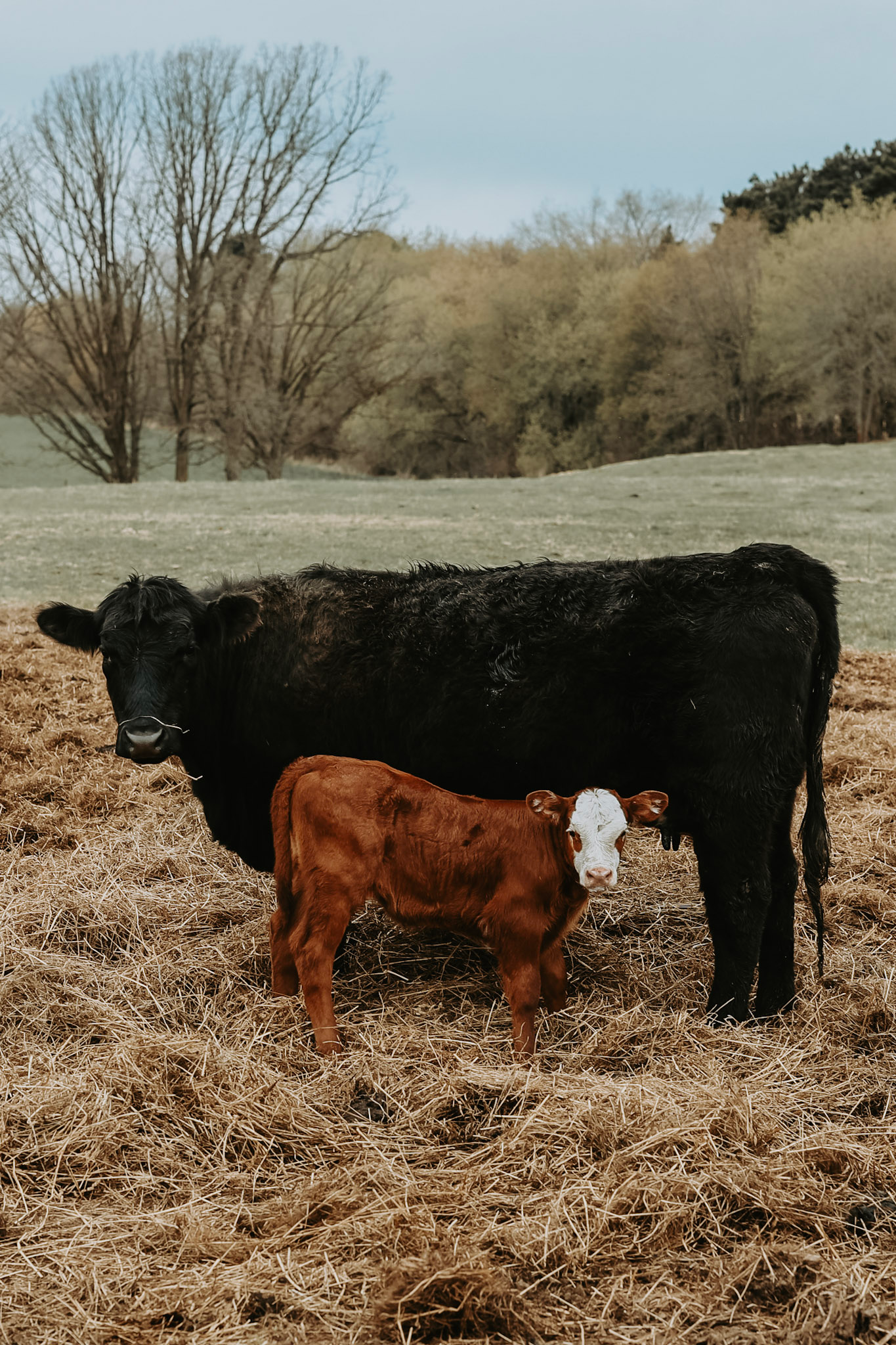 A black calf and a brown calf with a white face standing in a field of dry grass, with trees in the background and a cloudy sky.