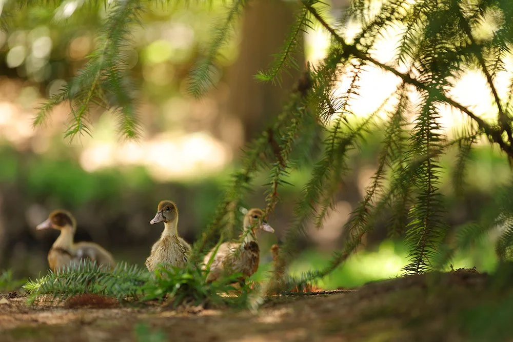 Four baby ducks walking on the forest floor near green plants and pine branches, with sunlight coming through the trees in the background.