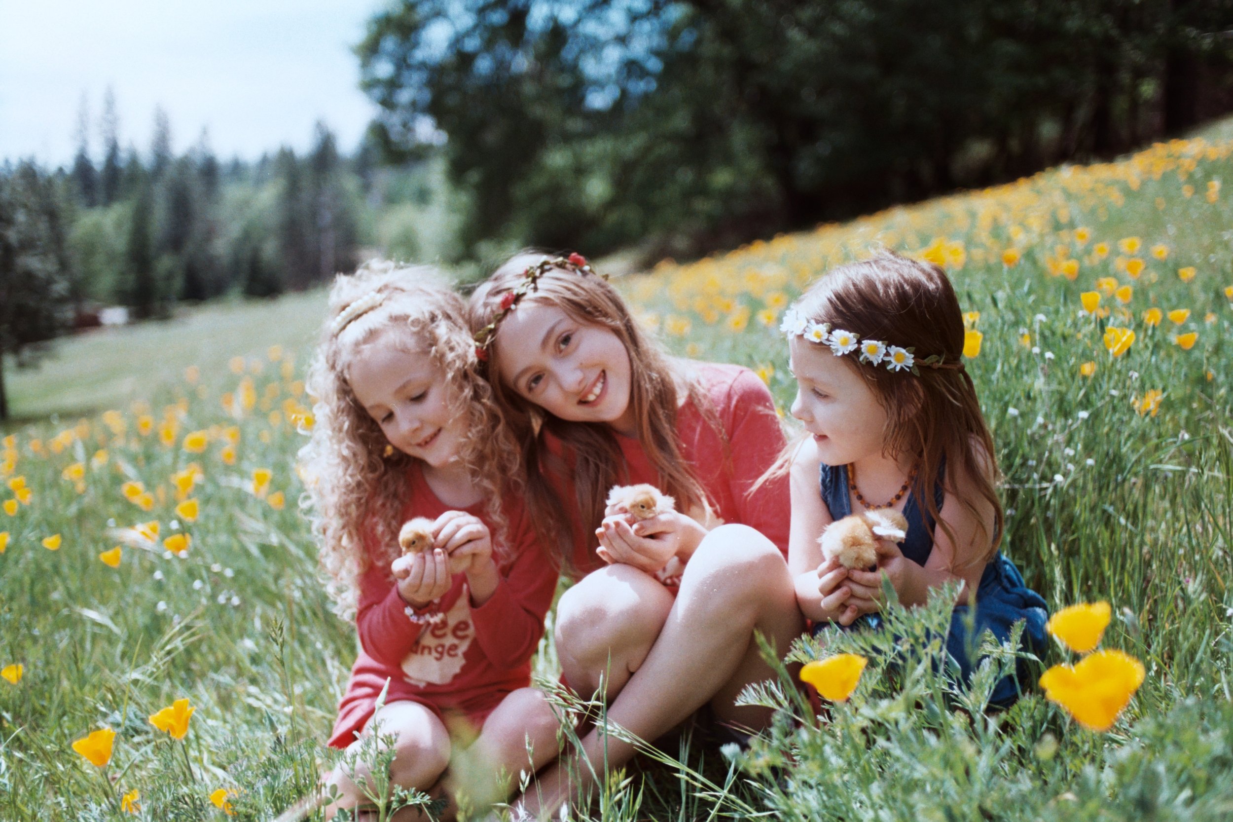 Four young girls sitting in a meadow filled with yellow flowers, holding small yellow chicks, with trees and a blue sky in the background.