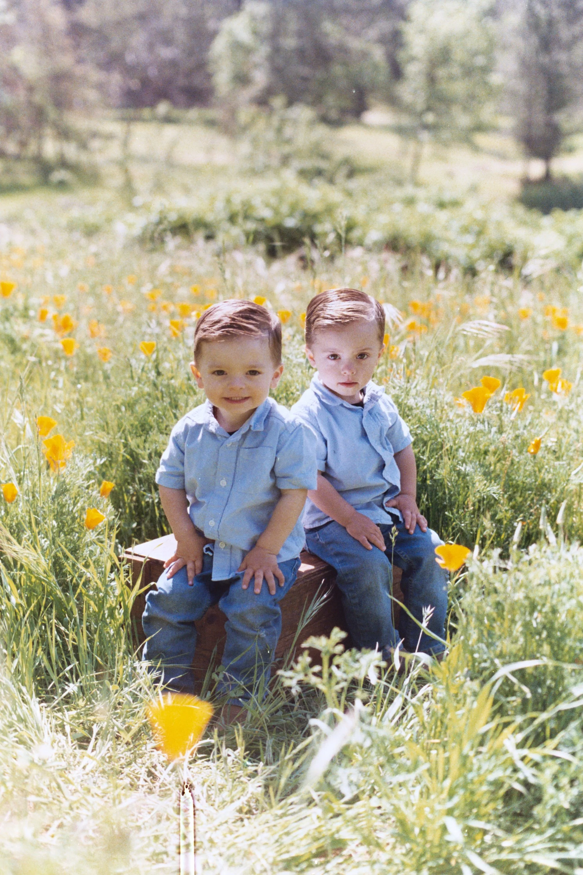 Two young boys with short hair sitting on a wooden bench in a field of yellow flowers, with trees and a sunny sky in the background.